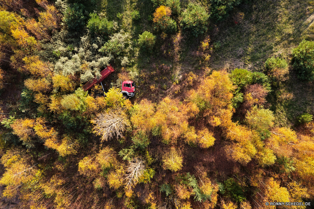  Strauch woody plant vascular plant Baum Stechginster Herbst Pflanze fallen Landschaft gelb Wald Park Saison Bäume Blatt Blätter im freien Himmel Szenerie Mimosen Orange Belaubung Gras Entwicklung des ländlichen Flora natürliche im freien Umgebung Landschaft Szene Farbe Holz bunte Hölzer Branch Sommer Garten Wiese Berg Land Golden Sonnenlicht landschaftlich Pflanzen Sonne Akazie Tag Ahorn ruhige Frühling Berge Wolken Feld Land Horizont hell Fluss Farben saisonale Blumen außerhalb Tourismus Gold Reisen Jahreszeiten Kraut Blume gelassene nationalen klar Wild Bewuchs Landschaften niemand Boden friedliche Licht sonnig Busch idyllische Wüste Wasser See Zeit Landwirtschaft shrub woody plant vascular plant tree gorse autumn plant fall landscape yellow forest park season trees leaf leaves outdoors sky scenery mimosa orange foliage grass rural flora natural outdoor environment countryside scene color wood colorful woods branch summer garden meadow mountain country golden sunlight scenic plants sun acacia day maple tranquil spring mountains clouds field land horizon bright river colors seasonal flowers outside tourism gold travel seasons herb flower serene national clear wild vegetation scenics nobody ground peaceful light sunny bush idyllic desert water lake time agriculture