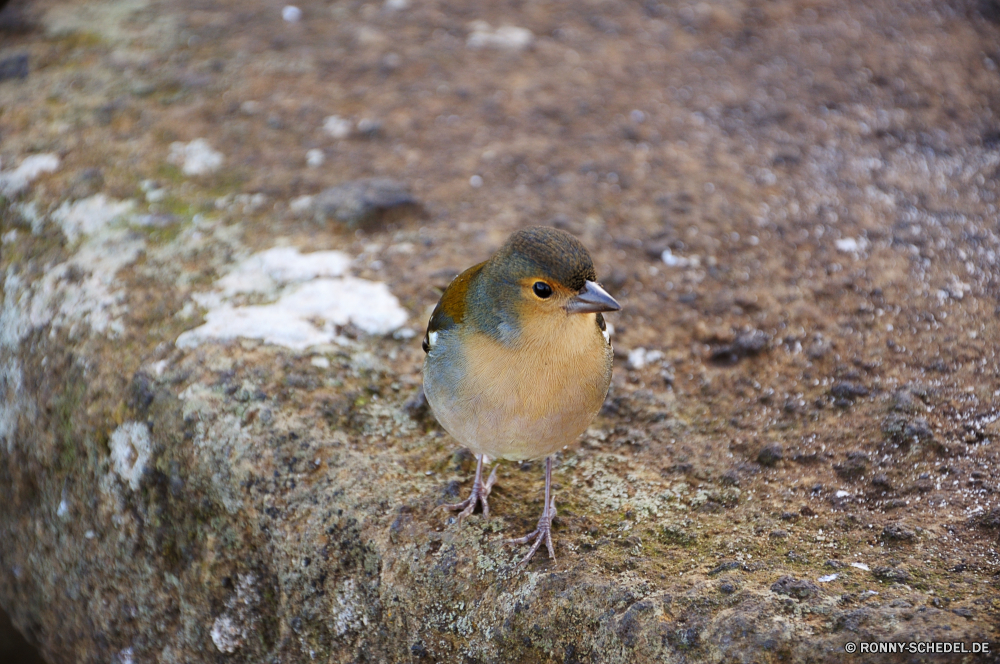 Vereda dos Balcoes Vogel Wildtiere Wild Schnabel Feder Flügel Schnee Sperling Tier Finken Federn Garten im freien Baum Frühling Auge Bergfink Vogelgrippe niedlich Braun Winter Waldsänger wenig Branch schwarz sitzen Park Lebensraum Wirbeltiere Vögel hungrige fliegen Saison Flügel Kopf Männchen Leben Umgebung Zaunkönig Amsel Essen Zweig einzelne frei Schließen Eis Vogelbeobachtung wachsamen gemeinsame Schwanz closeup Tiere Singvogel Essen Frost Gleichgewicht Mund Detail Sonnenschein TIT Tierwelt Busch Frauen im Porträt Freiheit Feld gelb Ornithologie kluge saenger Wetter Uhren nach unten natürliche Landschaft allein eine Vogelbeobachtung thront Gefieder Fütterung Körper Wald gerade kalt Gesicht Erhaltung Winterzeit elegante Starling bird wildlife wild beak feather wing snow sparrow animal finch feathers garden outdoors tree spring eye brambling avian cute brown winter warbler little branch black sitting park habitat vertebrate birds hungry fly season wings head male life environment wren blackbird food twig single free close ice birdwatching watchful common tail closeup animals songbird eating frost balance mouth detail sunshine tit fauna bush females portrait freedom field yellow ornithology wise singer weather watch down natural countryside alone one birding perched plumage feeding body forest watching cold face conservation wintertime elegant starling