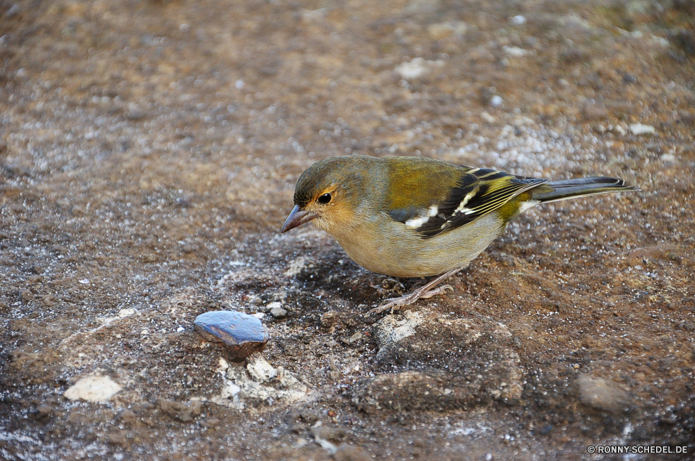 Vereda dos Balcoes Waldsänger Vogel Wildtiere Finken Schnabel Wild Bergfink Feder Flügel Federn Sperling Garten Baum Wirbeltiere Auge im freien Vogelgrippe Frühling niedlich Braun Vögel Winter schwarz sitzen Branch Schnee wenig Flügel Zaunkönig fliegen Kopf Park Ornithologie Tierwelt Schwanz Saison Tier hungrige Umgebung Tiere Freiheit Essen Leben frei Schließen gelb Singvogel Gefieder Zweig einzelne closeup Rotrückensaki Strandläufer Wald Porträt Vogelbeobachtung Frost Gleichgewicht Mund Stieglitz Eis Feld Männchen Vogelbeobachtung thront Barsch wachsamen gemeinsame Detail Rechnung Frauen im Sonnenschein natürliche Essen Holz Strandläufer Lebensraum Körper Busch Shorebird Amsel kluge saenger kalt Uhren nach unten eine Landschaft Farbe Gesicht warbler bird wildlife finch beak wild brambling feather wing feathers sparrow garden tree vertebrate eye outdoors avian spring cute brown birds winter black sitting branch snow little wings wren fly head park ornithology fauna tail season animal hungry environment animals freedom food life free close yellow songbird plumage twig single closeup red-backed sandpiper forest portrait birdwatching frost balance mouth goldfinch ice field male birding perched perch watchful common detail bill females sunshine natural eating wood sandpiper habitat body bush shorebird blackbird wise singer cold watch down one countryside color face