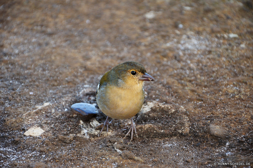 Vereda dos Balcoes Vogel Wildtiere Schnabel Zaunkönig Wild Feder Flügel Finken Sperling Bergfink Wirbeltiere Tier Garten Schnee Federn Baum Auge Waldsänger Vogelgrippe im freien Winter Frühling niedlich Braun schwarz Branch sitzen Vögel Flügel Park wenig fliegen Saison Kopf hungrige Schwanz Porträt Männchen Leben Umgebung Vogelbeobachtung Singvogel Chordatiere Freiheit Zweig Frost Eis frei Schließen Essen gelb Amsel wachsamen gemeinsame Tierwelt einzelne closeup Gleichgewicht Tiere Ornithologie Gefieder Stieglitz Detail Wald Mund kalt Feld thront Barsch kluge saenger Busch Uhren nach unten Frauen im Essen Landschaft Vogelbeobachtung geflügelte Lebensraum Körper natürliche Sonnenschein TIT Winterzeit Gesicht gerade elegante ruhelosigkeit eine allein bird wildlife beak wren wild feather wing finch sparrow brambling vertebrate animal garden snow feathers tree eye warbler avian outdoors winter spring cute brown black branch sitting birds wings park little fly season head hungry tail portrait male life environment birdwatching songbird chordate freedom twig frost ice free close food yellow blackbird watchful common fauna single closeup balance animals ornithology plumage goldfinch detail forest mouth cold field perched perch wise singer bush watch down females eating countryside birding winged habitat body natural sunshine tit wintertime face watching elegant resting one alone