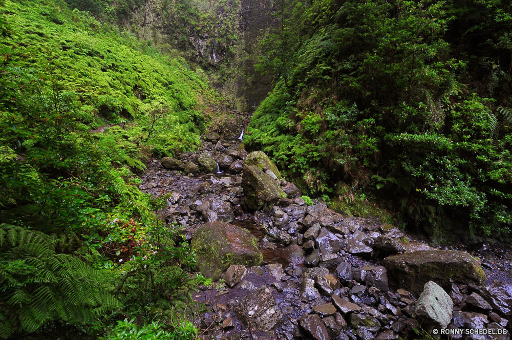 Levada do Caldeirao Verde Wald Baum Fluss Landschaft Wasser Berg Fels woody plant Wildnis Wasserfall Stream Stein Berge Park vascular plant Reisen Felsen Bäume Land Pflanze southern beech im freien im freien Kaskade Strömung Schlucht Sommer felsigen fallen fließende Creek Moos Wild natürliche Umgebung ruhige Kiefer Hölzer Szenerie Herbst Szene nationalen nass landschaftlich Belaubung Frühling Tal friedliche Gras Holz Tag Blätter Bewegung Frieden rasche fällt Aufstieg Tourismus gelassene platsch Kanal Blatt Wandern Steigung frisch hoch Hügel Schlucht Himmel See Gelände üppige Steine Tanne Wanderung Landschaften Brücke reine Körper des Wassers Sonne Bereich Klippe Bach Wasserfälle niemand Wanderweg Spitze in der Nähe Bewuchs Tropischer frische Luft Urlaub Ökologie Saison forest tree river landscape water mountain rock woody plant wilderness waterfall stream stone mountains park vascular plant travel rocks trees land plant southern beech outdoor outdoors cascade flow canyon summer rocky fall flowing creek moss wild natural environment tranquil pine woods scenery autumn scene national wet scenic foliage spring valley peaceful grass wood day leaves motion peace rapid falls ascent tourism serene splash channel leaf hiking slope fresh high hill ravine sky lake terrain lush stones fir hike scenics bridge pure body of water sun range cliff brook waterfalls nobody trail peak near vegetation tropical freshness vacation ecology season