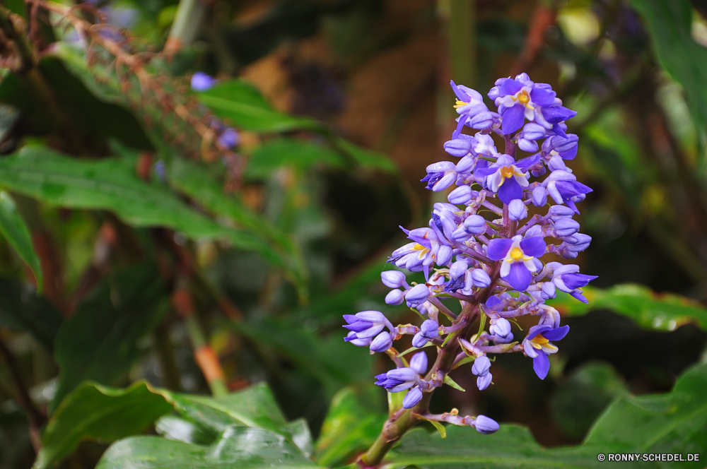 Monte Palace Garden butterfly bush Strauch woody plant vascular plant Pflanze lila Blume Garten lila Frühling Blüte Blumen Sommer Blumen blühen Flora Saison Blatt Bund fürs Leben Schließen Floral Blütenblatt violett natürliche blühen Rosa Gartenarbeit Botanik Botanischer saisonale Wachstum Weingut Farbe Traube Blätter Rebe Kraut Wein Branch Trauben Ernte bunte Weingut Landwirtschaft Insekt frisch closeup Obst Wild Baum Blumenstrauß wachsen Lavendel Vorbau Cluster Frühling Entwicklung des ländlichen wachsende Ernte Feld im freien Detail Biene Lupine hell Bio Wildblume Herbst lebendige gelb Blütenblätter Essen Duft Umgebung im freien reif Wiese Schmetterling Bauernhof Botanische Parfüm Knospe Busch Pflanzen süß Medizin Land butterfly bush shrub woody plant vascular plant plant lilac flower garden purple spring bloom flowers summer blossom flora season leaf bunch close floral petal violet natural blooming pink gardening botany botanical seasonal growth vineyard color grape leaves vine herb wine branch grapes harvest colorful winery agriculture insect fresh closeup fruit wild tree bouquet grow lavender stem cluster springtime rural growing crop field outdoor detail bee lupine bright organic wildflower autumn vibrant yellow petals food aroma environment outdoors ripe meadow butterfly farm botanic perfume bud bush plants sweet medicine country