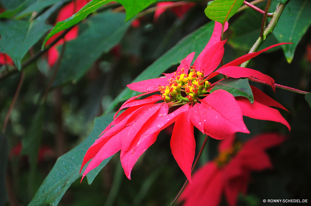 Monte Palace Garden woody plant Wolfsmilch Strauch vascular plant coral tree Pflanze Blume Baum Blütenblatt Garten Blumen blühen Floral Sonnenblume gelb Sommer Schließen Blatt Blüte hell Blumen Flora Frühling Farbe bunte Botanischer Blütenblätter blühen Insekt Orange natürliche Botanik Blütenstaub Saison closeup Gänseblümchen Wachstum Detail Pflanzen Sonne Geschenk Tag Landwirtschaft Gartenarbeit Park einzelne Biene saisonale Blätter frisch Bio Kopf Rosa Belaubung Himmel im freien Muster Valentin Hintergründe Dekoration Urlaub Verzierung ziemlich fröhlich Feier woody plant spurge shrub vascular plant coral tree plant flower tree petal garden blossom floral sunflower yellow summer close leaf bloom bright flowers flora spring color colorful botanical petals blooming insect orange natural botany pollen season closeup daisy growth detail plants sun gift day agriculture gardening park single bee seasonal leaves fresh organic head pink foliage sky outdoors pattern valentine backgrounds decoration holiday ornament pretty cheerful celebration