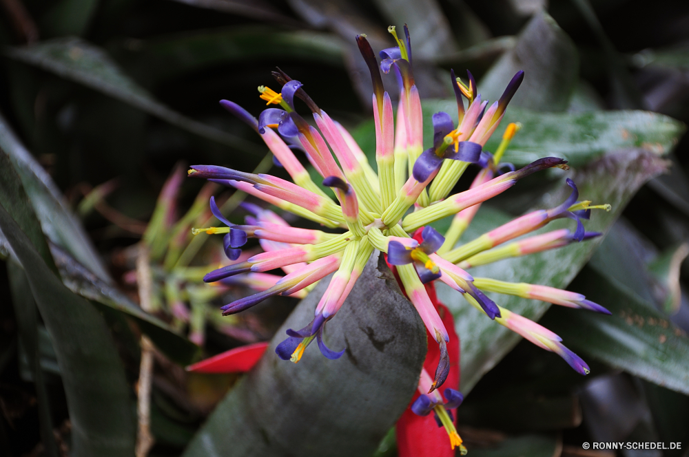 Monte Palace Garden bulbous plant vascular plant Pflanze bunte Kunst Farbe Bleistifte woody plant Strauch Bleistift Traubenhyazinthe gelb Bildung Zeichnung Gestaltung Blume Schule scharfe Regenbogen Künstler hell Orange Schließen Muster Zeichnen Farben lila giftige Pflanze Holz kreative Kreativität Blumen blühen Hochschule Büro Rosa Licht Textur Objekt Wachsmalstift closeup Flora Heckenkirsche Hintergründe Skizze Geschenk Blüte Floral Dekoration Lieferungen Gruppe Lernen Linie Baum Blütenblatt Grafik künstlerische violett Frühling Schreiben schwarz moderne Fraktal Grafiken Technologie Digital Braun Linien Computer aus Holz Blumen Blatt Kreis Draht Werkzeuge Stift Organismus Form Zeile Hintergrund Papier Leben Saison bulbous plant vascular plant plant colorful art color pencils woody plant shrub pencil grape hyacinth yellow education drawing design flower school sharp rainbow artist bright orange close pattern draw colors purple poisonous plant wood creative creativity blossom college office pink light texture object crayon closeup flora honeysuckle backgrounds sketch gift bloom floral decoration supplies group learn line tree petal graphic artistic violet spring writing black modern fractal graphics technology digital brown lines computer wooden flowers leaf circle wire tools pen organism shape row backdrop paper life season