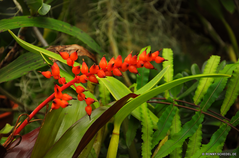 Jardim Orquidea woody plant Baum vascular plant coral tree Pflanze Blume Frühling Garten Strauch Tulpen Blüte Floral Flora Blumen Tulpe Blumen blühen Blatt Sommer Feld Schließen bunte saisonale im freien Blütenblatt Farbe Orange Botanischer Blätter Saison frisch natürliche Park Blumenstrauß wachsen Vorbau blühen Wachstum Pflanzen closeup gelb Tag Gartenarbeit hell lila Felder Obst ziemlich Liebe Florist Holländisch Knospe Herbst Blütenblätter Ostern Rosa Branch frische Luft Valentin Frühling Sonne Bund fürs Leben mescal bean Kraut Mai Landwirtschaft lebendige Beeren sonnig Botanik lebendige Landschaft Hintergründe Sonnenlicht Wild Busch Pfeffer Belaubung Wasser Detail Gras Chili Leben Himmel woody plant tree vascular plant coral tree plant flower spring garden shrub tulips bloom floral flora flowers tulip blossom leaf summer field close colorful seasonal outdoor petal color orange botanical leaves season fresh natural park bouquet grow stem blooming growth plants closeup yellow day gardening bright purple fields fruit pretty love florist dutch bud autumn petals easter pink branch freshness valentine springtime sun bunch mescal bean herb may agriculture vibrant berries sunny botany vivid landscape backgrounds sunlight wild bush pepper foliage water detail grass chili life sky