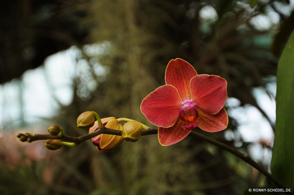 Jardim Orquidea Blütenblatt Strauch woody plant Blume Pflanze vascular plant Garten Blüte Rosa Blumen blühen Floral Blumen Flora Schließen Frühling Tropischer natürliche Orchidee Botanik Botanischer Blütenblätter Blatt gelb hell Saison zarte closeup exotische lila blühen Blätter Farbe Vorbau frisch Spa Baum Knospe Branch saisonale Sommer bunte wachsen Leben Romantik Wachstum lebendige ziemlich Blumenstrauß stieg der Pflanzen Kraut im freien Park Staubblatt duftende Orange einzelne Massage Tag elegante im freien Dekoration Gras Tulpe Liebe Orientalische Umgebung Himmel petal shrub woody plant flower plant vascular plant garden bloom pink blossom floral flowers flora close spring tropical natural orchid botany botanical petals leaf yellow bright season delicate closeup exotic purple blooming leaves color stem fresh spa tree bud branch seasonal summer colorful grow life romance growth vibrant pretty bouquet rose plants herb outdoor park stamen fragrant orange single massage day elegant outdoors decoration grass tulip love oriental environment sky