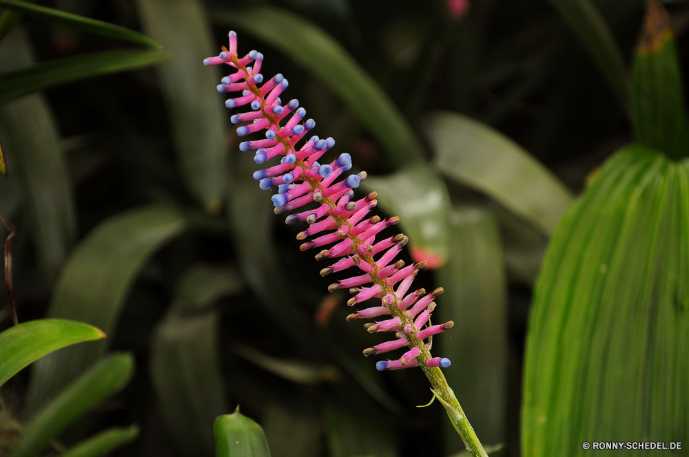 Jardim Orquidea Strauch woody plant vascular plant Pflanze Garten Blatt Flora Blume Schließen Frühling closeup Sommer Wachstum Kraut frisch Baum wachsen bunte Wasser Blumen blühen Farbe Umgebung Belaubung natürliche Blüte Vorbau Muster frische Luft Tropfen Regen Park Blätter im freien Branch Botanischer Wild Wald Botanik Pflanzen Tropischer Feld nass Gras Saison Orange Rosa gelb Wiese Hintergründe Detail Kaktus Tau Insekt hell wachsende Gartenarbeit Floral Essen lebendige im freien Essen Blumen Tier üppige Brilliant Textur Aloe Landschaft Lichter exotische Oberfläche Leben shrub woody plant vascular plant plant garden leaf flora flower close spring closeup summer growth herb fresh tree grow colorful water blossom color environment foliage natural bloom stem pattern freshness drops rain park leaves outdoor branch botanical wild forest botany plants tropical field wet grass season orange pink yellow meadow backgrounds detail cactus dew insect bright growing gardening floral eat vivid outdoors food flowers animal lush brilliant texture aloe landscape lights exotic surface life