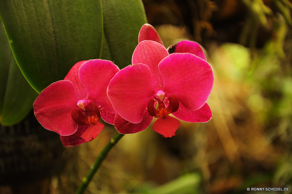 Jardim Orquidea Wolfsmilch Strauch woody plant vascular plant Blume Pflanze Blütenblatt Blumen Floral Rosa Blumen blühen Blüte stieg der Blütenblätter Garten Geschenk Frühling Blumenstrauß Valentin Liebe blühen Flora Romantik natürliche Schließen Botanik hell Farbe Dekoration Orchidee Rosen Tropischer Botanischer frisch Hochzeit Blatt closeup Staubblatt Knospe Feier Blätter Pflanzen lila romantische Vorbau vorhanden Florist Tag Sommer Urlaub weiche bunte saisonale Jahrestag Saison Wachstum Bund fürs Leben exotische frische Luft feiern Detail Engagement lebendige Ehe Orientalische elegante Karte ziemlich einzelne Zerbrechlichkeit süß Datum wachsen Grenze Orchideen Stempel heiraten Hochzeitssuite Valentinstag zarte Duft schöne Leben spurge shrub woody plant vascular plant flower plant petal flowers floral pink blossom bloom rose petals garden gift spring bouquet valentine love blooming flora romance natural close botany bright color decoration orchid roses tropical botanical fresh wedding leaf closeup stamen bud celebration leaves plants purple romantic stem present florist day summer holiday soft colorful seasonal anniversary season growth bunch exotic freshness celebrate detail engagement vibrant marriage oriental elegant card pretty single fragility sweet date grow border orchids pistil marry bridal valentines delicate aroma lovely life