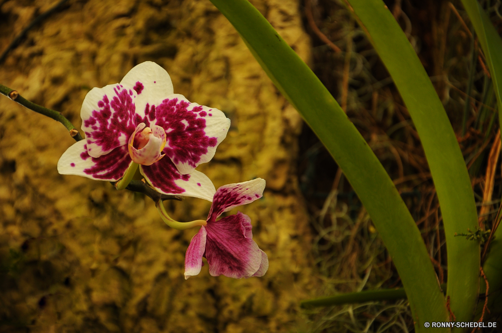 Jardim Orquidea Rosa Blume Blütenblatt Pflanze Blumen blühen Blumen Blüte Strauch Frühling Floral Garten Flora vascular plant Orchidee Blumenstrauß woody plant Lilie Schließen blühen Botanik Botanischer Vorbau Baum natürliche closeup Branch Farbe Romantik Wachstum Knospe Blatt stieg der Anordnung Blätter Detail elegante Tropischer zarte romantische frisch Blütenblätter bunte Hochzeit Orchideen Liebe lila Blüten Kraut weiche Spa hell Saison einzelne Geschenk flowering quince Sommer Pfirsich Dekoration Feld frische Luft Tulpe lebendige Rosen Bund fürs Leben vorhanden saisonale blühend Staubblatt Jahreszeiten im freien Kirsche Pflanzen Park exotische pink flower petal plant blossom flowers bloom shrub spring floral garden flora vascular plant orchid bouquet woody plant lily close blooming botany botanical stem tree natural closeup branch color romance growth bud leaf rose arrangement leaves detail elegant tropical delicate romantic fresh petals colorful wedding orchids love purple blossoms herb soft spa bright season single gift flowering quince summer peach decoration field freshness tulip vibrant roses bunch present seasonal blossoming stamen seasons outdoor cherry plants park exotic