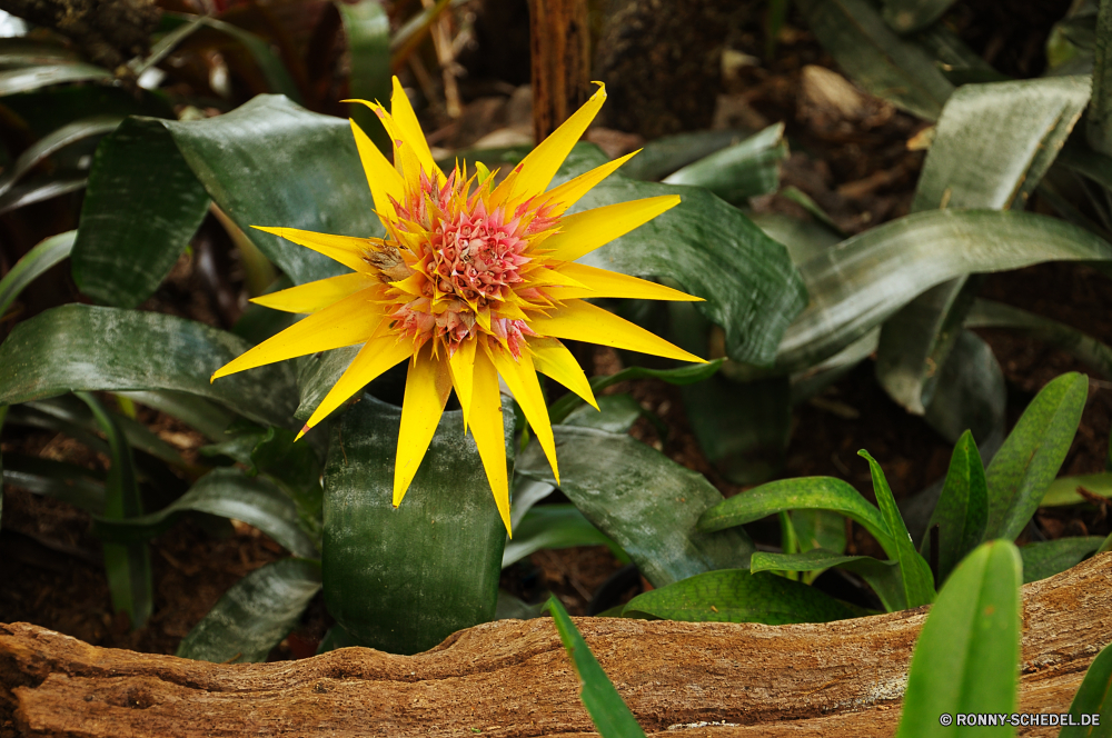 Jardim Orquidea Kraut vascular plant Pflanze Sonnenblume Blume gelb Blütenblatt Sommer Blumen blühen Garten Landwirtschaft Sonne Organismus Floral hell Feld Blüte Frühling Himmel Blatt Farbe Blütenstaub Botanik Schließen sonnig Blütenblätter Flora Wachstum Blumen Samen natürliche lebendige Saison Sonnenblumen Sonnenlicht bunte Umgebung blühen Orange closeup Entwicklung des ländlichen einzelne Vorbau Wiese Kopf Landschaft Tag Bauernhof Botanischer Insekt Land im freien Gänseblümchen Samen Landbau Gartenarbeit Hintergründe Ernte Wolke Pflanzen Leben gegen Detail klar Gras Sonnenschein Licht Bio frisch im freien Biene Blätter lebendige glücklich fröhlich Herbst Öl herb vascular plant plant sunflower flower yellow petal summer blossom garden agriculture sun organism floral bright field bloom spring sky leaf color pollen botany close sunny petals flora growth flowers seed natural vibrant season sunflowers sunlight colorful environment blooming orange closeup rural single stem meadow head landscape day farm botanical insect country outdoor daisy seeds farming gardening backgrounds crop cloud plants life against detail clear grass sunshine light organic fresh outdoors bee leaves vivid happy cheerful autumn oil