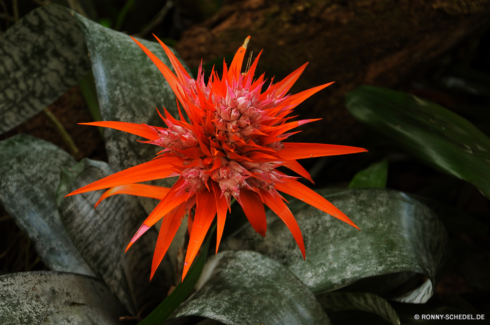 Jardim Orquidea Kraut vascular plant bee balm Pflanze Blume Blumen blühen Blüte Ananas Blütenblatt Garten Floral Flora Botanik Strauch Sommer Blumen Orange Farbe hell woody plant gelb Schließen bunte Frühling Sonnenblume blühen Detail Blütenblätter Blatt Botanischer closeup Saflor lebendige Blätter Pflanzen natürliche Himmel Vorbau Saison Organismus Blütenstaub einzelne Wachstum Landwirtschaft Sonne Gartenarbeit Wasser Urlaub Rosa schwarz Feld Objekt Sonnenlicht Kunst Szene sonnig Gänseblümchen Insekt Tropischer im freien Ornamental Kopf Tropfen Muster frische Luft im freien Licht Dekoration Neu Wildblume herb vascular plant bee balm plant flower blossom bloom pineapple petal garden floral flora botany shrub summer flowers orange color bright woody plant yellow close colorful spring sunflower blooming detail petals leaf botanical closeup safflower vibrant leaves plants natural sky stem season organism pollen single growth agriculture sun gardening water holiday pink black field object sunlight art scene sunny daisy insect tropical outdoor ornamental head drops pattern freshness outdoors light decoration new wildflower