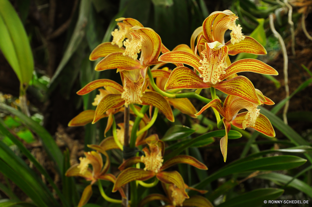 Jardim Orquidea Lilie Pflanze Blume Blumen Garten Blatt Blumen blühen Blütenblatt Floral Flora Blüte gelb Frühling Sommer Farbe Botanik Blumenstrauß Schließen Dekoration natürliche giftige Pflanze Blätter closeup blühen Branch bunte frisch Vorbau hell Orchidee Leben Gartenarbeit Botanischer Saison Blütenblätter Tropischer Orange Staubblatt Vase Wachstum Gras Feld dekorative frische Luft Baum Knospe Geschenk vascular plant ziemlich einzelne Kraut Florist Organismus saisonale Rosa Detail Taglilie Liebe Kunst zarte Grunge im freien Bund fürs Leben Jahrgang Pflanzen Gold Belaubung Gestaltung exotische Urlaub Romantik Tag lily plant flower flowers garden leaf blossom petal floral flora bloom yellow spring summer color botany bouquet close decoration natural poisonous plant leaves closeup blooming branch colorful fresh stem bright orchid life gardening botanical season petals tropical orange stamen vase growth grass field decorative freshness tree bud gift vascular plant pretty single herb florist organism seasonal pink detail day lily love art delicate grunge outdoor bunch vintage plants gold foliage design exotic holiday romance day