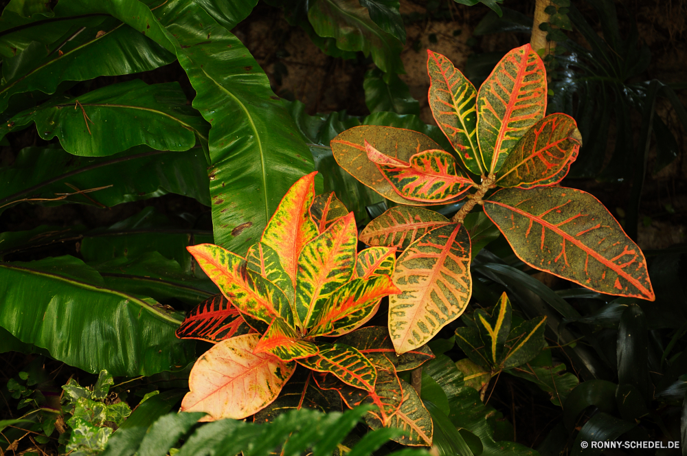 Jardim Orquidea Strauch woody plant vascular plant Pflanze Blätter Blatt Herbst Saison Farbe fallen gelb Baum Ahorn Orange bunte Muster Belaubung saisonale Wald Schließen Blume hell natürliche Flora Dekoration Garten Textur Sommer closeup Licht Braun dekorative Hintergrund Umgebung Blumen Botanik Tapete Gestaltung Frühling Gold Golden Tropischer viele Branch Grafik Kunst Blüte Fantasie Hintergründe Verzierung Zeichnung Multi Form Pflanzen Fraktal Ökologie Detail futuristische Feier Urlaub Gras texturierte shrub woody plant vascular plant plant leaves leaf autumn season color fall yellow tree maple orange colorful pattern foliage seasonal forest close flower bright natural flora decoration garden texture summer closeup light brown decorative backdrop environment flowers botany wallpaper design spring gold golden tropical many branch graphic art bloom fantasy backgrounds ornament drawing multi shape plants fractal ecology detail futuristic celebration holiday grass textured