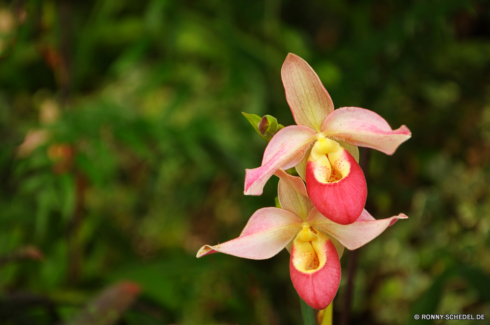 Jardim Orquidea Blume Strauch vascular plant slipper spurge Pflanze woody plant Blütenblatt Garten Frühling Blumen blühen Floral Löwenmaul Blumen Blüte Rosa angiosperm Orchidee Knospe Kraut Blatt Flora Botanik Tropischer Botanischer spermatophyte natürliche Sommer Farbe Schließen Blätter gelb blühen Blütenblätter Saison closeup bunte Blumenstrauß Romantik goldenseal Baum frisch Gartenarbeit stieg der Fuchsie Vorbau duftende zarte hell Staubblatt Informationen Tulpe saisonale Geschenk weiche Wachstum ziemlich Pflanzen Dekoration Feld lila frische Luft Lilie Geruch Detail Gelber Frauenschuh Liebe Branch exotische Valentin Florist Tulpen im freien Park romantische Stempel Obst Rosen Frauenschuh Bund fürs Leben Wasser vorhanden Feier Urlaub Gras Leben flower shrub vascular plant slipper spurge plant woody plant petal garden spring blossom floral snapdragon flowers bloom pink angiosperm orchid bud herb leaf flora botany tropical botanical spermatophyte natural summer color close leaves yellow blooming petals season closeup colorful bouquet romance goldenseal tree fresh gardening rose fuchsia stem fragrant delicate bright stamen details tulip seasonal gift soft growth pretty plants decoration field purple freshness lily smell detail yellow lady's slipper love branch exotic valentine florist tulips outdoor park romantic pistil fruit roses lady's slipper bunch water present celebration holiday grass life