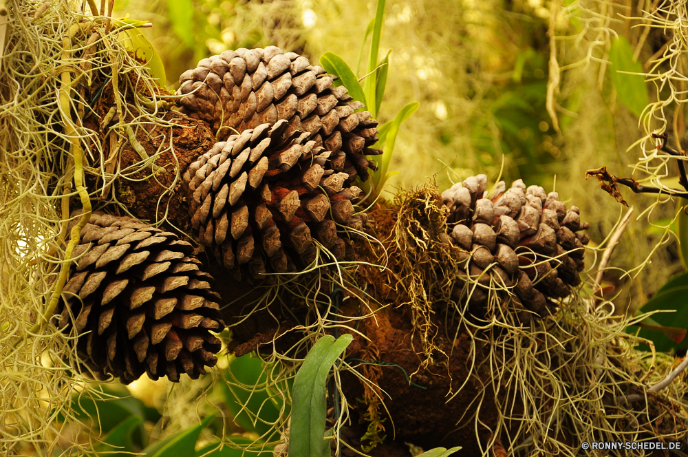 Jardim Orquidea Ananas Kiefer Obst Pflanze Essbare Früchte zu produzieren vascular plant Essen Kraut Baum Kaktus Schließen natürliche scharfe closeup Tropischer gelb Blatt Braun Samen exotische woody plant Garten Nadel Datum Banane Wüste Dekoration trocken saftige Flora Saison Objekt Sommer süß Dorn frisch Farbe Botanik Gemüse Leben reif stachelige Wirbelsäule Sukkulente Dessert saisonale Detail Botanischer gesund Branch dekorative Roh Kegel Wachstum Landwirtschaft Blätter Textur Kakteen Runde Verzierung Urlaub Feinschmecker Saft einzelne Gold fallen Herbst Wild Winter im freien Bio heiß Muster Vitamin Vorbau Kaffee Kastanie erfrischend schwarz immergrün Feier Artischocke pineapple pine fruit plant edible fruit produce vascular plant food herb tree cactus close natural sharp closeup tropical yellow leaf brown seed exotic woody plant garden needle date banana desert decoration dry juicy flora season object summer sweet thorn fresh color botany vegetable life ripe prickly spine succulent dessert seasonal detail botanical healthy branch decorative raw cone growth agriculture leaves texture cacti round ornament holiday gourmet juice single gold fall autumn wild winter outdoor organic hot pattern vitamin stem coffee chestnut refreshment black evergreen celebration artichoke