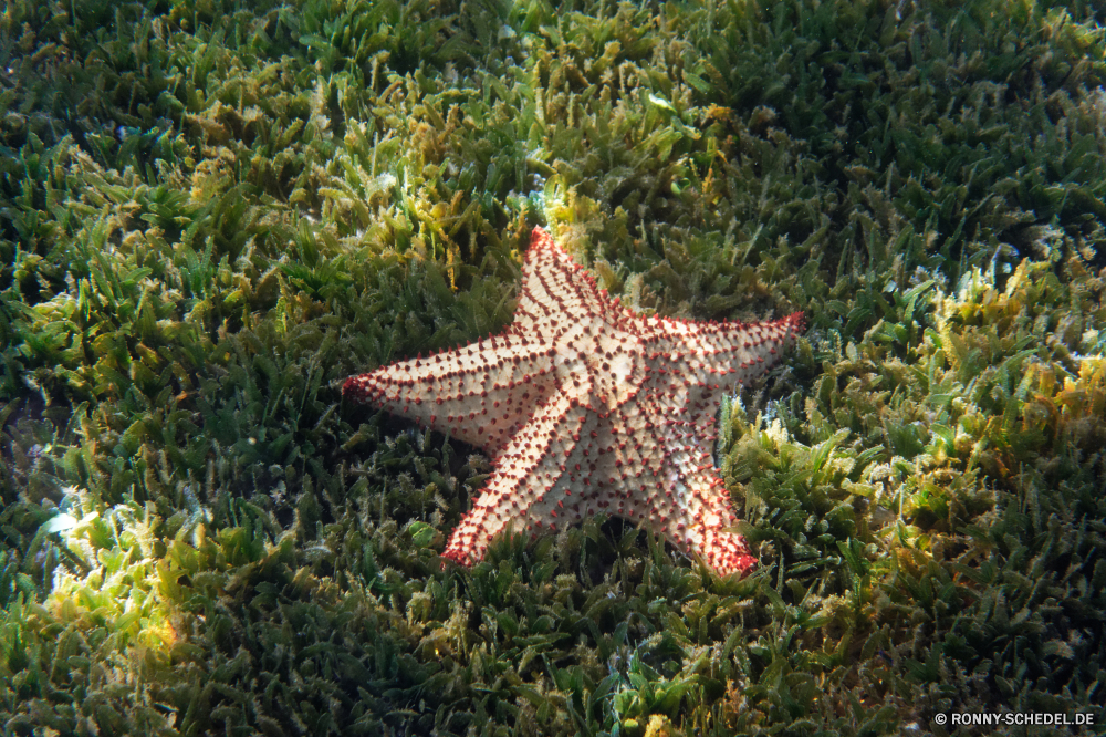 Martinique Seestern Stachelhäuter Wirbellose Tier Sterne Tropischer Strand Meer Sand Ozean Urlaub Urlaub Schale Fisch Sommer Wasser Marine Reisen Küste Dekoration Muschel Saison Form Objekt sandigen Unterwasser Ufer Meeresküste saisonale Textur Küste warm aquatische Himmel dekorative Leben Insel Winter Feier Schließen Dekor im freien bunte festlich feiern Orange hell Sonne gelb Welle Urlaub Verzierung Kopie Golden closeup exotische einzelne Schalen Schalentiere Riff Frohe sonnig Farbe Symbol Sternen Ziel Raum Sammlung Gestaltung Muschelschalen funkel am Meer Biologie Entspannung Tradition Gold Jahr glänzend Krustentier Aquarium Souvenir Tropen Tauchen Küste Entspannen Sie sich natürliche Grenze Textfreiraum starfish echinoderm invertebrate animal star tropical beach sea sand ocean holiday vacation shell fish summer water marine travel coast decoration seashell season shape object sandy underwater shore seashore seasonal texture coastline warm aquatic sky decorative life island winter celebration close decor outdoor colorful festive celebrate orange bright sun yellow wave holidays ornament copy golden closeup exotic single shells shellfish reef merry sunny color symbol stars destination space collection design conch sparkle seaside biology relaxation tradition gold year shiny crustacean aquarium souvenir tropics diving coastal relax natural border copy space