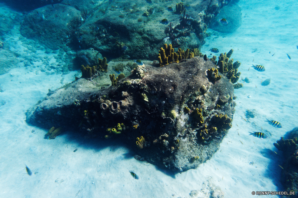 Martinique Seegurke Unterwasser Riff Wirbellose Stachelhäuter Tier Meer Koralle Fisch Ozean Tauchen Wasser Marine Tropischer sea hare aquatische Schneckenart Salzwasser Tauchgang exotische Tauchen Mollusk Kolonie bunte Reisen Taucher Sonnenlicht Leben tief Sonne hell Urlaub Sonnenstrahl Strahl Wildtiere klar erkunden Schwimmen seelandschaft Exploration Tourismus unter Strahlen Entspannung Orte Aquarium Unterwasser unter Schule Farbe Coral reef Tank unter Schwimmen Sport Blasen Scuba diving Korallen Schnorcheln Arten gefährdet welligkeit horizontale Anemone Flossen nass Welt Landschaft Salz Traum Sonnenschein 3D Wrack Fische Tiefe Flüssigkeit Licht Szene Schiff Biologie Sport Erholung gelb ozeanische flache Sommer Abenteuer Tiere weiche transparente sea cucumber underwater reef invertebrate echinoderm animal sea coral fish ocean diving water marine tropical sea hare aquatic gastropod saltwater dive exotic scuba mollusk colony colorful travel diver sunlight life deep sun bright vacation sunbeam ray wildlife clear explore swimming seascape exploration tourism below rays relaxation places aquarium undersea beneath school color coral reef tank under swim sport bubbles scuba diving corals snorkeling species endangered ripple horizontal anemone fins wet world landscape salt dream sunshine 3d wreck fishes depth liquid light scene ship biology sports recreation yellow oceanic shallow summer adventure animals soft transparent