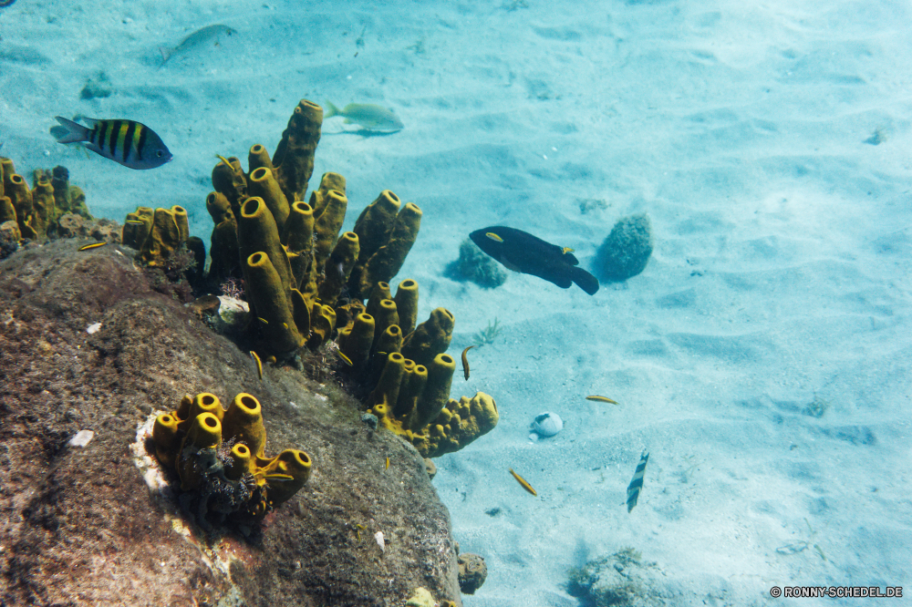 Martinique Riff Schwimmer Unterwasser Meer Koralle Fisch Ozean Athlet Tauchen Wasser Tropischer Taucher Marine Kandidat aquatische Coral reef Tauchen Tauchgang Salzwasser Tier exotische Scuba diver Person Sonnenlicht tief Kolonie Reisen Grat Sonne Sonnenstrahl bunte Aqualung Leben Urlaub Explorer unter erkunden unter Exploration hell Tourismus natürliche Höhe Strahlen Schwimmen seelandschaft klar 3D Entspannung Strahl Scuba diving Orte unter Schule Wildtiere Farbe Blasen Unterwasser Oberfläche Aquarium Tiefe Fische Tank Traum Sommer Urlaub Licht unter Wasser Flossen Salz Szene horizontale weiche nass Schnorcheln geologische formation welligkeit Tiere See Ruhe ruhige Korallen Schnorchel Sonnenstrahlen Szenen ins Rollen Schwimmen Türkis gerendert Maske gelassene Sonnenschein Sport friedliche transparente Aktivität Kopie reef swimmer underwater sea coral fish ocean athlete diving water tropical diver marine contestant aquatic coral reef scuba dive saltwater animal exotic scuba diver person sunlight deep colony travel ridge sun sunbeam colorful aqualung life vacation explorer below explore beneath exploration bright tourism natural elevation rays swimming seascape clear 3d relaxation ray scuba diving places under school wildlife color bubbles undersea surface aquarium depth fishes tank dream summer holiday light submerged fins salt scene horizontal soft wet snorkeling geological formation ripple animals lake calm tranquil corals snorkel sunbeams scenes rolling swim turquoise rendered mask serene sunshine sport peaceful transparent activity copy