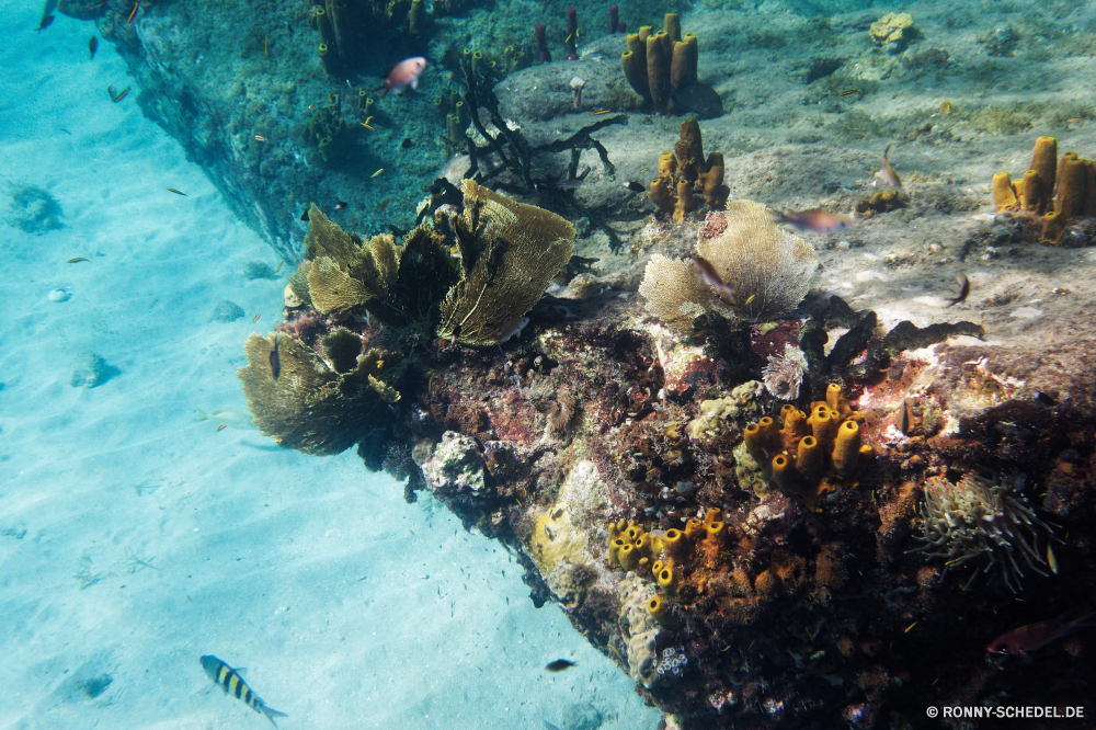 Martinique Coral reef Riff Grat Unterwasser Meer Koralle Fisch Ozean Wasser Tauchen natürliche Höhe Tropischer Marine Tauchen aquatische Tauchgang Salzwasser geologische formation exotische Sonnenlicht Tier Reisen Sonne tief Sonnenstrahl Leben Kolonie Taucher Urlaub Strahl hell bunte unter Tourismus Strahlen seelandschaft Entspannung unter klar Exploration Schwimmen Wildtiere erkunden Farbe unter transparente 3D welligkeit Aquarium Sommer Unterwasser Schule Erholung nass Tiefe Schwimmen Türkis Flüssigkeit Sonnenschein Schildkröte horizontale ruhige Scuba diving Fische Orte Oberfläche Landschaft Szene Blasen Tiere Ruhe Sport unter Wasser Unechte Karettschildkröte Licht Fels Urlaub friedliche Schnorcheln hilfst du gefährdet Ruhe Welle Salz Strand Traum gelassene idyllische Harmonie Reinheit See Insel frisch Meeresschildkröte coral reef reef ridge underwater sea coral fish ocean water diving natural elevation tropical marine scuba aquatic dive saltwater geological formation exotic sunlight animal travel sun deep sunbeam life colony diver vacation ray bright colorful below tourism rays seascape relaxation beneath clear exploration swimming wildlife explore color under transparent 3d ripple aquarium summer undersea school recreation wet depth swim turquoise liquid sunshine turtle horizontal tranquil scuba diving fishes places surface landscape scene bubbles animals calm sport submerged loggerhead light rock holiday peaceful snorkeling inviting endangered tranquility wave salt beach dream serene idyllic harmony purity lake island fresh sea turtle