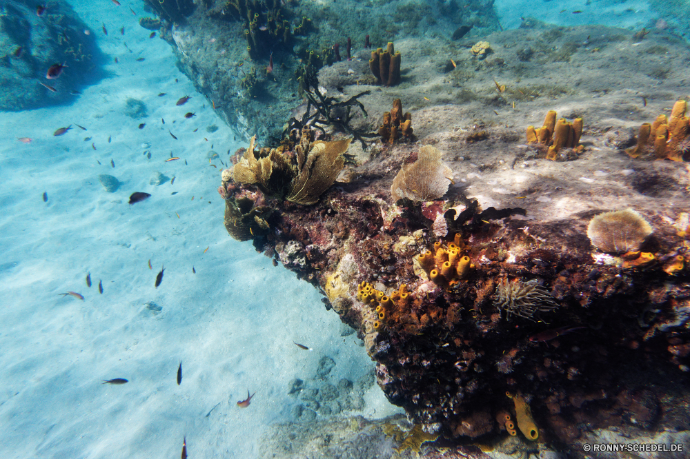 Martinique Riff Koralle Coral reef Meer Unterwasser Fisch Ozean Wasser Tauchen Tropischer Marine aquatische Grat Tier Sonnenlicht Salzwasser Tauchen Tauchgang Sonnenstrahl Sonne exotische natürliche Höhe Reisen Kolonie Strahlen Strahl tief Urlaub bunte Wirbellose unter erkunden Exploration unter Taucher hell Tourismus Leben Entspannung seelandschaft geologische formation 3D Stachelhäuter welligkeit nass Farbe unter Sonnenschein Orte Seegurke Schule transparente Sommer Ruhe Aquarium klar Flüssigkeit See Unterwasser unter Wasser Fische Erholung Tiefe Salz Oberfläche Blasen Traum gelassene Reinheit sea squirt Licht frische Luft Anemone Sonnenstrahlen Szenen ins Rollen Wildtiere gerendert Hirnkoralle Schwimmen Fels idyllische frisch Scuba diving hilfst du Kopie Mollusk dunkel Tiere Scuba diver friedliche Landschaft ruhige Küste Schneckenart Strand atmosphärische Wellen Urlaub Türkis Ruhe Raum sea hare Schwimmer Steinkorallen Stein horizontale Felsen Harmonie weiche reef coral coral reef sea underwater fish ocean water diving tropical marine aquatic ridge animal sunlight saltwater scuba dive sunbeam sun exotic natural elevation travel colony rays ray deep vacation colorful invertebrate below explore exploration beneath diver bright tourism life relaxation seascape geological formation 3d echinoderm ripple wet color under sunshine places sea cucumber school transparent summer calm aquarium clear liquid lake undersea submerged fishes recreation depth salt surface bubbles dream serene purity sea squirt light freshness anemone sunbeams scenes rolling wildlife rendered brain coral swimming rock idyllic fresh scuba diving inviting copy mollusk dark animals scuba diver peaceful landscape tranquil coast gastropod beach waves atmospheric holiday turquoise tranquility space sea hare swimmer stony coral stone horizontal rocks harmony soft