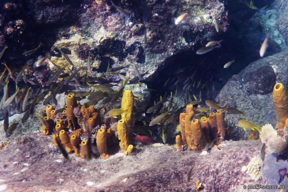 Martinique Riff Meer Unterwasser Fisch Ozean Koralle Wasser Coral reef Marine Tropischer Tauchen aquatische Tier Tauchgang Seegurke Stachelhäuter Tauchen Salzwasser exotische Wirbellose Grat Sonne Sonnenlicht Reisen Sonnenstrahl Kolonie tief bunte natürliche Höhe Urlaub Tourismus Exploration Strahl seelandschaft unter unter Strahlen Entspannung erkunden hell Leben Fels Taucher 3D Unterwasser Strand Schule Schiff unter geologische formation Schiffswrack Scuba diving nass Salz Sommer welligkeit Aquarium Tiere Wrack Orte Küste Tiefe Schwimmen Oberfläche Farbe klar Ruhe Licht ruhige Seestern Anemone Traum Felsen Küste Sonnenschein Urlaub See Insel transparente Landschaft Wildtiere unter Wasser Szenen Türkis Welle Blasen friedliche Sonnenstrahlen hilfst du ins Rollen Flüssigkeit Schiff Lagune Ruhe gerendert Schwimmen gelassene idyllische Sand dunkel Ufer weiche frisch Erholung Kopie reef sea underwater fish ocean coral water coral reef marine tropical diving aquatic animal dive sea cucumber echinoderm scuba saltwater exotic invertebrate ridge sun sunlight travel sunbeam colony deep colorful natural elevation vacation tourism exploration ray seascape beneath below rays relaxation explore bright life rock diver 3d undersea beach school ship under geological formation shipwreck scuba diving wet salt summer ripple aquarium animals wreck places coast depth swim surface color clear calm light tranquil starfish anemone dream rocks coastline sunshine holiday lake island transparent landscape wildlife submerged scenes turquoise wave bubbles peaceful sunbeams inviting rolling liquid vessel lagoon tranquility rendered swimming serene idyllic sand dark shore soft fresh recreation copy