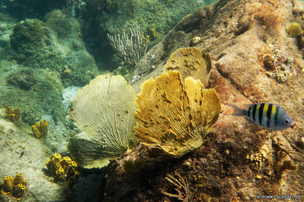 Martinique Coral reef Riff Grat Koralle Unterwasser Fisch Meer natürliche Höhe Ozean Tropischer Wasser Marine aquatische Tauchgang Tauchen Tier Salzwasser exotische Tauchen geologische formation Reisen Hirnkoralle Kolonie Urlaub Steinkorallen bunte Tourismus erkunden Sonnenlicht Sonne Exploration tief Leben Unterwasser Orte Traum Kaktus Sonnenstrahl Blasen unter Farbe unter Aquarium Schule hell Wildtiere Strahl Pflanze Entspannung Scuba diving Anemone Taucher Strahlen seelandschaft Sommer Salz unter Schwimmen 3D nass Schnorcheln stachelige Fels Tiefe Schwimmen Landschaft trocken Federstern natürliche Licht coral reef reef ridge coral underwater fish sea natural elevation ocean tropical water marine aquatic dive diving animal saltwater exotic scuba geological formation travel brain coral colony vacation stony coral colorful tourism explore sunlight sun exploration deep life undersea places dream cactus sunbeam bubbles below color beneath aquarium school bright wildlife ray plant relaxation scuba diving anemone diver rays seascape summer salt under swimming 3d wet snorkeling prickly rock depth swim landscape dry feather star natural light