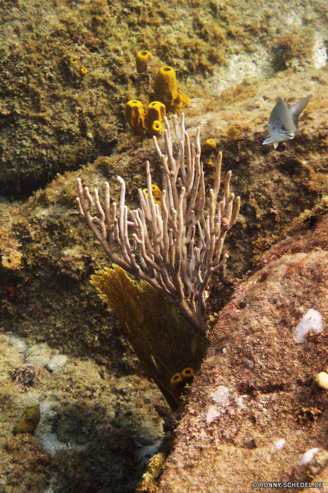 Martinique vascular plant Meer Pflanze Wasser Ozean Baum Unterwasser Landschaft Strauch Fisch Sand Reisen Tropischer Tier Koralle Korallenpilz Marine Kaktus Riff woody plant Pilz aquatische exotische Organismus Wüste Tauchen gelb Sonnenlicht Wirbellose im freien Schaufel Sonne Sommer Saison Urlaub natürliche Tourismus Kraut im freien hell Tauchen Tauchgang Berg Park Wald Salzwasser Himmel bunte Fels Berge Werkzeug Entwicklung des ländlichen trocken Flora Herbst Farbe Hand-Werkzeug Leben Licht Strand Feld Umgebung Erde Wildblume Landwirtschaft tief Boden Orange Yucca Kolonie klar Winter Landschaften Felsen Mollusk angiosperm nass Bauernhof Gras Frühling vascular plant sea plant water ocean tree underwater landscape shrub fish sand travel tropical animal coral coral fungus marine cactus reef woody plant fungus aquatic exotic organism desert diving yellow sunlight invertebrate outdoors shovel sun summer season vacation natural tourism herb outdoor bright scuba dive mountain park forest saltwater sky colorful rock mountains tool rural dry flora autumn color hand tool life light beach field environment earth wildflower agriculture deep soil orange yucca colony clear winter scenics rocks mollusk angiosperm wet farm grass spring