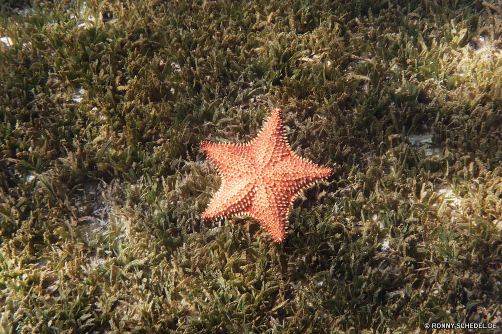 Martinique Seestern Stachelhäuter Wirbellose Tier Sterne Strand Tropischer Meer Sand Urlaub Ozean Urlaub Schale Sommer Marine Wasser Fisch Küste Muschel Reisen Dekoration Ufer Saison sandigen Form Textur Objekt Meeresküste Unterwasser Küste warm Leben Himmel saisonale Muschelschalen Schalen aquatische Urlaub im freien bunte Sonne hell Schließen Dekor Welle Golden festlich Feier Insel Winter feiern dekorative gelb Verzierung sonnig Entspannen Sie sich exotische Entspannung Raum closeup Schalentiere Symbol Tropen Kopie Farbe Paradies Orange Sammlung Muscheln am Meer Biologie Ziel Jahr einzelne Gestaltung Detail Aquarium Souvenir natürliche glänzend funkel Grenze Krustentier Riff Tauchen Kreatur — Postkarte Karte Frohe Sternen Frame Freizeit Gold Tradition Textfreiraum starfish echinoderm invertebrate animal star beach tropical sea sand vacation ocean holiday shell summer marine water fish coast seashell travel decoration shore season sandy shape texture object seashore underwater coastline warm life sky seasonal conch shells aquatic holidays outdoor colorful sun bright close decor wave golden festive celebration island winter celebrate decorative yellow ornament sunny relax exotic relaxation space closeup shellfish symbol tropics copy color paradise orange collection seashells seaside biology destination year single design detail aquarium souvenir natural shiny sparkle border crustacean reef diving creature postcard card merry stars frame leisure gold tradition copy space