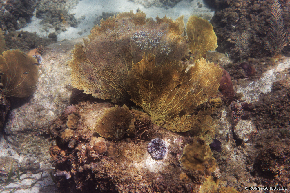 Martinique Koralle Riff Unterwasser Meer Fisch Tier Ozean Wirbellose Marine Federstern Wasser Tropischer aquatische Stachelhäuter Tauchen Hirnkoralle Coral reef exotische Salzwasser Steinkorallen Tauchgang Tauchen Reisen Grat Urlaub Kolonie bunte erkunden Exploration Seeanemone Sonne Sea urchin Sonnenlicht Tourismus Orte Sonnenstrahl natürliche Höhe Farbe hell Kaktus Aquarium Polyp coelenterate nass Sommer tief Blasen Traum Pflanze Leben Strahl sea squirt Entspannung Licht Unterwasser Schließen Strahlen seelandschaft harte Korallen Urlaub Textur Weiche Koralle unter unter Fels Abenteuer Mollusk Sonnenschein gelb geologische formation Oberfläche coral reef underwater sea fish animal ocean invertebrate marine feather star water tropical aquatic echinoderm diving brain coral coral reef exotic saltwater stony coral dive scuba travel ridge vacation colony colorful explore exploration sea anemone sun sea urchin sunlight tourism places sunbeam natural elevation color bright cactus aquarium polyp coelenterate wet summer deep bubbles dream plant life ray sea squirt relaxation light undersea close rays seascape hard coral holiday texture soft coral beneath below rock adventure mollusk sunshine yellow geological formation surface