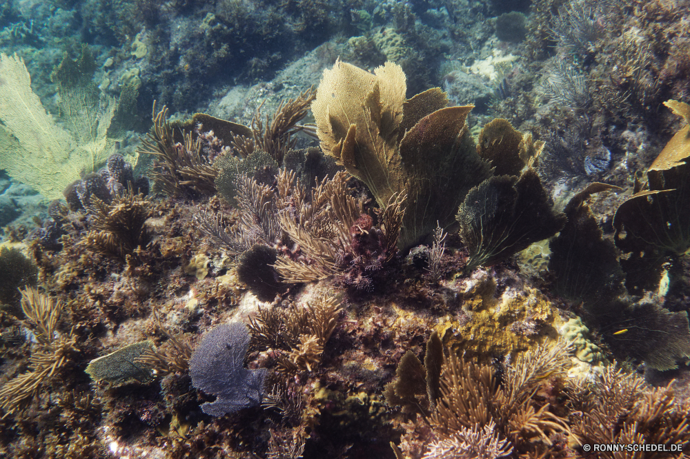 Martinique Coral reef Riff Unterwasser Fisch Koralle Meer Grat Ozean Federstern Wasser Tauchen Tropischer Marine Tier natürliche Höhe aquatische Tauchen Salzwasser Tauchgang Stachelhäuter exotische Sonnenlicht Sonne Sonnenstrahl Kolonie Reisen Wirbellose geologische formation tief Urlaub bunte Strahl Strahlen unter Exploration unter Leben erkunden hell Tourismus seelandschaft Taucher Entspannung unter 3D Farbe Anemone Unterwasser Orte Blasen Scuba diving nass Schwimmen welligkeit Traum Schule Tiefe Salz Wildtiere Oberfläche Sonnenschein unter Wasser Sonnenstrahlen Aquarium klar gelassene Sommer ruhige Fische Szenen Ruhe gerendert idyllische Licht Tiere See Ruhe weiche hilfst du ins Rollen dunkel friedliche transparente Kopie atmosphärische Wellen Flüssigkeit Raum Türkis horizontale Urlaub coral reef reef underwater fish coral sea ridge ocean feather star water diving tropical marine animal natural elevation aquatic scuba saltwater dive echinoderm exotic sunlight sun sunbeam colony travel invertebrate geological formation deep vacation colorful ray rays below exploration beneath life explore bright tourism seascape diver relaxation under 3d color anemone undersea places bubbles scuba diving wet swimming ripple dream school depth salt wildlife surface sunshine submerged sunbeams aquarium clear serene summer tranquil fishes scenes tranquility rendered idyllic light animals lake calm soft inviting rolling dark peaceful transparent copy waves atmospheric liquid space turquoise horizontal holiday