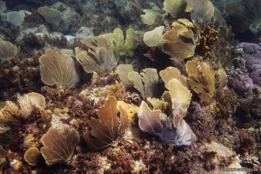 Martinique Riff Koralle Meer Unterwasser Fisch Ozean Tropischer Wasser Coral reef Marine Tier aquatische Tauchen exotische Barnacle Salzwasser Tauchgang Wirbellose Krustentier Tauchen Grat Reisen Urlaub sea squirt Gliederfüßer bunte Kolonie erkunden Tourismus tief natürliche Höhe Hirnkoralle Exploration Mollusk Leben Sonne Steinkorallen Orte Wildtiere Traum Sonnenlicht Blasen Venusmuschel Muscheln Unterwasser Entspannung Sand Strand Aquarium Schnorcheln Salz hell Pilz Schwimmen geologische formation Schale Farbe Strahl Chordatiere Anemone nass Sonnenstrahl Sommer Scuba diving Tiefe Strahlen gelb seelandschaft Schließen Tiere Schneckenart Braun Schule closeup natürliche Schnapper Skalar Urlaub unten Organismus im freien frisch reef coral sea underwater fish ocean tropical water coral reef marine animal aquatic diving exotic barnacle saltwater dive invertebrate crustacean scuba ridge travel vacation sea squirt arthropod colorful colony explore tourism deep natural elevation brain coral exploration mollusk life sun stony coral places wildlife dream sunlight bubbles clam bivalve undersea relaxation sand beach aquarium snorkeling salt bright fungus swimming geological formation shell color ray chordate anemone wet sunbeam summer scuba diving depth rays yellow seascape close animals gastropod brown school closeup natural snapper angelfish holiday bottom organism outdoor fresh