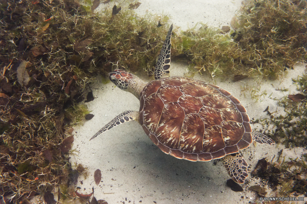 Martinique Unechte Karettschildkröte Meeresschildkröte Schildkröte Sumpfschildkröte Reptil Schale Wildtiere langsam Schildkröte Wasser Wild Unterwasser aquatische Ozean Meer Tropischer Marine Amphibie exotische Fisch Braun hart Tiere Koralle Tauchen Kopf Zoo Kreatur — Schwimmen Gras pflanzenfressenden Skala Bewegung niedlich Haustier Schutz Park im freien Schildkröten Riff Teich Schwimmen Haustiere Schließen Fuß Männchen closeup Persistenz Ausdauer Tauchen Arten gefährdet Tauchgang Leben Mud turtle Reisen Hals trocken Zurück Säugetier loggerhead sea turtle turtle terrapin reptile shell wildlife slow tortoise water wild underwater aquatic ocean sea tropical marine amphibian exotic fish brown hard animals coral diving head zoo creature swimming grass herbivorous scale motion cute pet protection park outdoors turtles reef pond swim pets close walking male closeup persistence endurance scuba species endangered dive life mud turtle travel neck dry back mammal