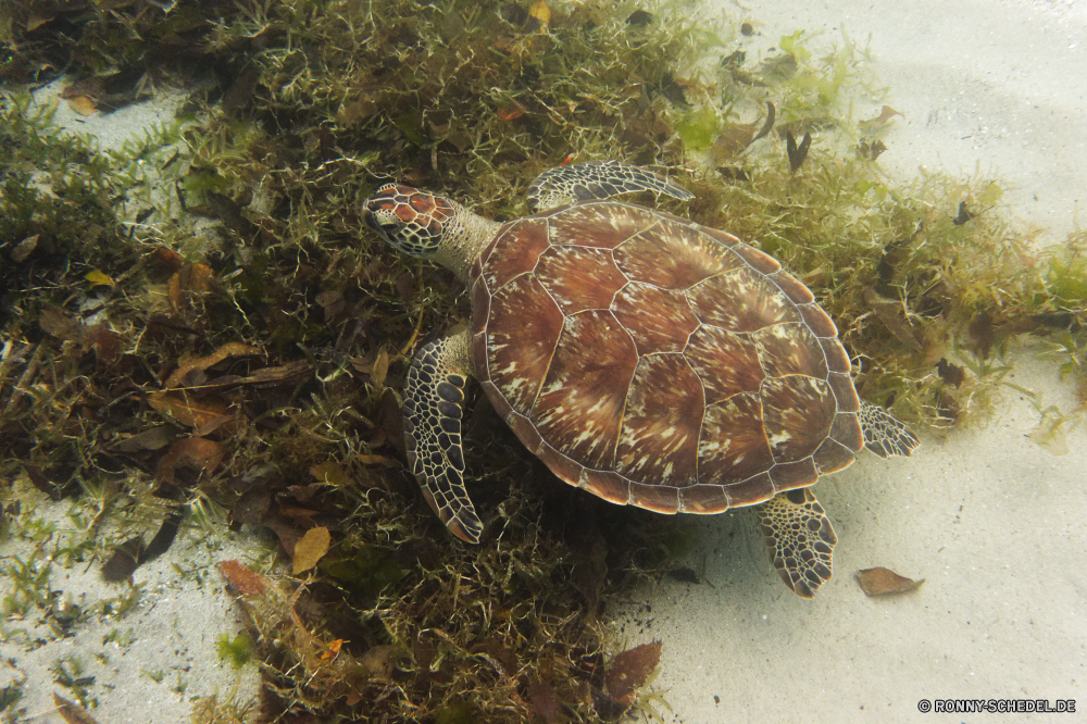 Martinique Schildkröte Sumpfschildkröte Reptil Unechte Karettschildkröte Meeresschildkröte Schale langsam Schildkröte Wildtiere Wild Wasser Tropischer aquatische Mud turtle Amphibie Unterwasser Haustier Meer hart Ozean Marine Skala Kreatur — Zoo Tiere Arten gefährdet exotische Schutz Kopf Dosenschildkröte Braun niedlich Schildkröten Fisch Schließen Schwimmen Schwimmen Tauchen Gras Leben Koralle Teich Fuß closeup Persistenz Crawlen Auge Riff Haustiere trocken Park pflanzenfressenden Ausdauer hart Bewegung Männchen Wüste auf der Suche Carapax Reptilien Crawl Rüstung Tauchen Riese Tauchgang Gesicht Reisen alt Biologie Klima natürliche Zurück Insel turtle terrapin reptile loggerhead sea turtle shell slow tortoise wildlife wild water tropical aquatic mud turtle amphibian underwater pet sea hard ocean marine scale creature zoo animals species endangered exotic protection head box turtle brown cute turtles fish close swim swimming diving grass life coral pond walking closeup persistence crawling eye reef pets dry park herbivorous endurance tough motion male desert looking carapace reptiles crawl armor scuba giant dive face travel old biology climate natural back island