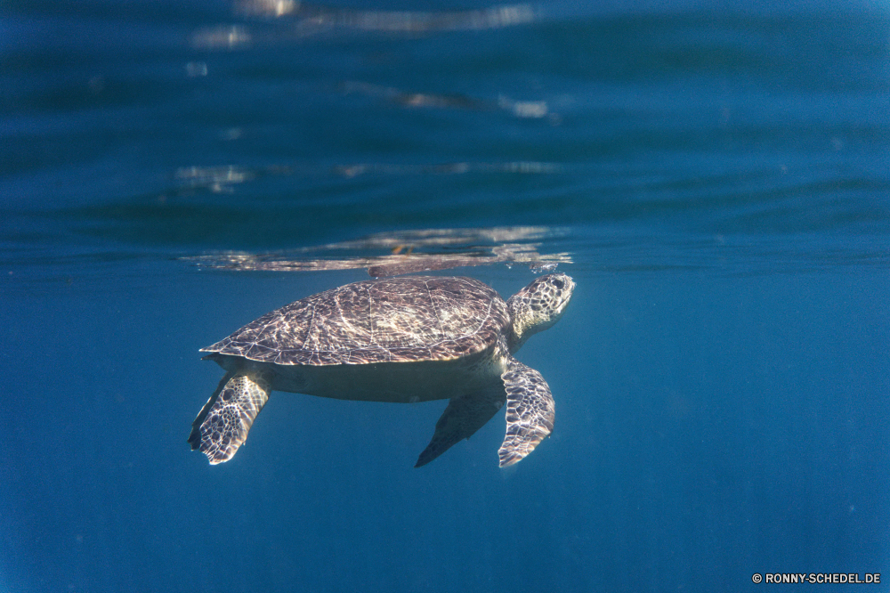 Martinique Unechte Karettschildkröte Meeresschildkröte Schildkröte Meer Wasser Ozean Unterwasser Marine Tropischer Fisch Schwimmen aquatische Tauchen Wildtiere Schwimmen Reisen Riff Reptil Urlaub Schale Wild Tauchgang Koralle Küste Tauchen Wellen Reflexion Himmel tief Tourismus fliegen Haustier Strand Sommer Sonne See Leben FIN Licht Vogel Schildkröte nass Kreatur — Fels Ufer Wolken friedliche Säugetier Sonnenuntergang Farbe Amphibie gefährdet langsam Sand klar Schnabel Teich Türkis Welle seelandschaft bunte Insel natürliche Sonnenlicht Fluss Schließen Oberfläche Urlaub Salzwasser Kopf Küste platsch im freien Landschaft Tiere Umgebung exotische ruhige Tag loggerhead sea turtle turtle sea water ocean underwater marine tropical fish swimming aquatic diving wildlife swim travel reef reptile vacation shell wild dive coral coast scuba waves reflection sky deep tourism flying pet beach summer sun lake life fin light bird tortoise wet creature rock shore clouds peaceful mammal sunset color amphibian endangered slow sand clear beak pond turquoise wave seascape colorful island natural sunlight river close surface holiday saltwater head coastline splash outdoors landscape animals environment exotic tranquil day