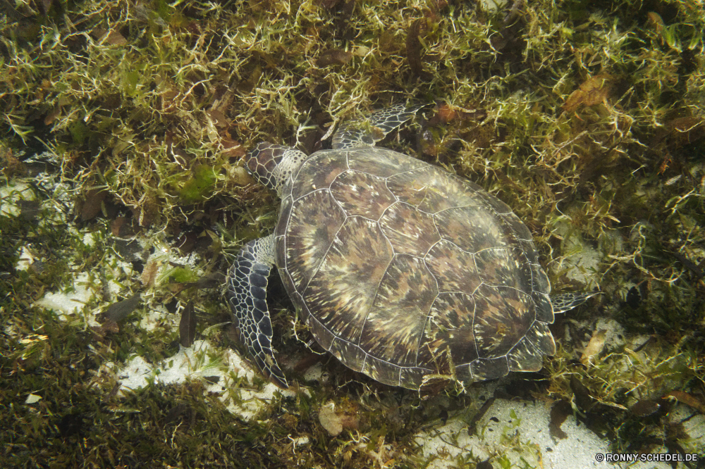 Martinique Sumpfschildkröte Schildkröte Reptil Schale langsam Schildkröte Wildtiere Dosenschildkröte Wild Amphibie Mud turtle Haustier Wasser hart aquatische Kreatur — Schutz Schließen Skala Gras niedlich Marine Tropischer Kopf Zoo Braun Arten Teich Park Haustiere im freien Schildkröten gefährdet Wüste trocken Meer closeup exotische Ozean Crawlen Riese Unterwasser Biologie Fuß Bewegung Tiere Gesicht alt Auge Persistenz eared Carapax Herpetologie pflanzenfressenden Crawl Rüstung Schwimmen Leben Männchen Ausdauer hart Augen Boden Umgebung terrapin turtle reptile shell slow tortoise wildlife box turtle wild amphibian mud turtle pet water hard aquatic creature protection close scale grass cute marine tropical head zoo brown species pond park pets outdoors turtles endangered desert dry sea closeup exotic ocean crawling giant underwater biology walking motion animals face old eye persistence eared carapace herpetology herbivorous crawl armor swim life male endurance tough eyes ground environment