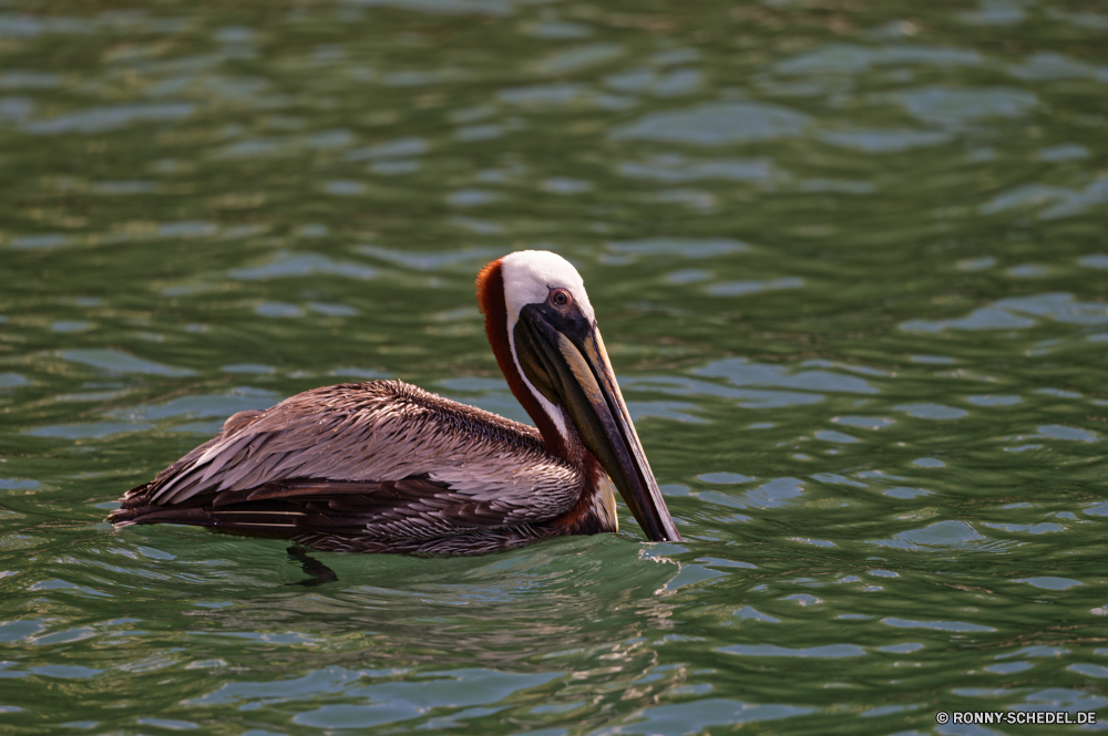 Martinique Pelikan Seevögel Vogel aquatische Vogel Schnabel Wildtiere Wasser Feder Federn Wild Meer Rechnung Flügel Flügel Angeln See Ozean Vögel Auge Tropischer Pelikane Vogelgrippe Braun Schwimmen Strand fliegen Fisch Marine schwarz Tiere Kopf Schwimmen Schließen Küste Tierwelt Zoo Fluss Teich Leben im freien fliegen natürliche Rosa nass im freien Insel Porträt Sommer Hals Flug Reisen Himmel closeup Storch Geflügel stehende Küste gelb pelican seabird bird aquatic bird beak wildlife water feather feathers wild sea bill wing wings fishing lake ocean birds eye tropical pelicans avian brown swimming beach fly fish marine black animals head swim close coast fauna zoo river pond life outdoor flying natural pink wet outdoors island portrait summer neck flight travel sky closeup stork fowl standing coastline yellow