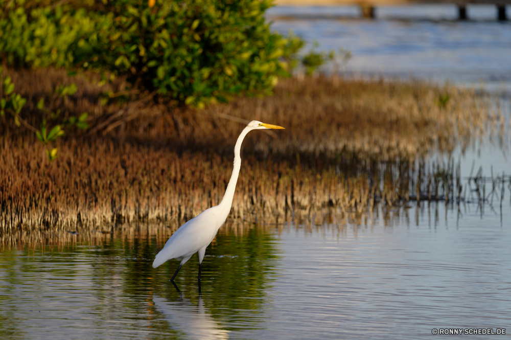 Martinique Reiher Reiher Schreitvogel Wasser Vogel See Wildtiere aquatische Vogel Fluss Reflexion Teich Wild Schnabel Landschaft Feder Flügel Himmel Park Federn groß im freien Sommer Wald ruhige Pelikan Gnade Vögel Angeln Flug Gras Ozean Meer Baum Tiere fliegen Szene stehende im freien natürliche Wildnis friedliche Ruhe Frieden Hals Pflanze Schwimmen Frühling Strand Umgebung Jagd Rechnung fliegen Küste Auge Schwan Entwicklung des ländlichen Zoo Flügel gelassene Wolken Reinheit Ufer Urlaub Gefieder Reisen Erhaltung Kopf Urlaub Sonnenlicht Tag Kran landschaftlich egret heron wading bird water bird lake wildlife aquatic bird river reflection pond wild beak landscape feather wings sky park feathers great outdoors summer forest tranquil pelican grace birds fishing flight grass ocean sea tree animals fly scene standing outdoor natural wilderness peaceful calm peace neck plant swimming spring beach environment hunting bill flying coast eye swan rural zoo wing serene clouds purity shore holiday plumage travel conservation head vacation sunlight day crane scenic