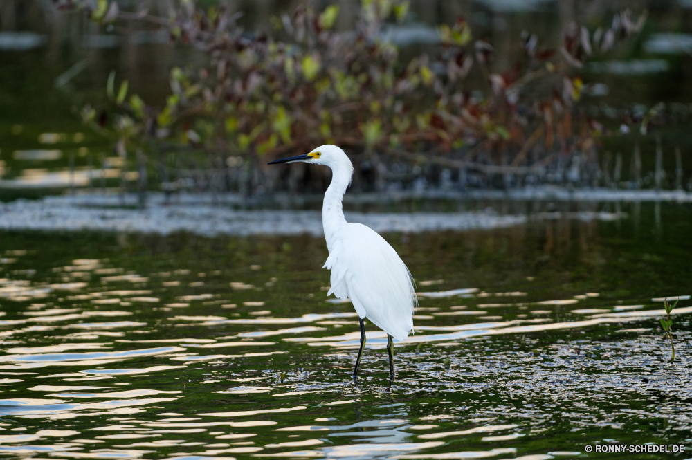 Martinique Reiher Reiher Schreitvogel Vogel Wildtiere Wasser aquatische Vogel Schnabel See Wild Feder Teich Federn Flügel Vögel Reflexion Pelikan Fluss Rechnung groß Flügel Landschaft Tiere stehende Park Wildnis im freien Angeln Auge Meer Flug fliegen Gnade Hals ruhige Strand Szene Gefieder im freien Tierwelt Himmel natürliche waten Tropischer Vogelgrippe Küste Zoo Kran Ruhe Baum Ozean Sommer fliegen Kopf Reisen Wald Fuß lange Storch Barsch schwarz Gras Ufer friedliche Blaureiher Jagd Leben Erhaltung Küste Stein der schleichende landschaftlich Ornithologie Herde reservieren Bewegung Landschaften Beine Umgebung Reinheit Fisch Frieden egret heron wading bird bird wildlife water aquatic bird beak lake wild feather pond feathers wings birds reflection pelican river bill great wing landscape animals standing park wilderness outdoors fishing eye sea flight fly grace neck tranquil beach scene plumage outdoor fauna sky natural wading tropical avian coast zoo crane calm tree ocean summer flying head travel forest walking long stork perch black grass shore peaceful little blue heron hunting life conservation coastline stone stalking scenic ornithology flock reserve motion scenics legs environment purity fish peace