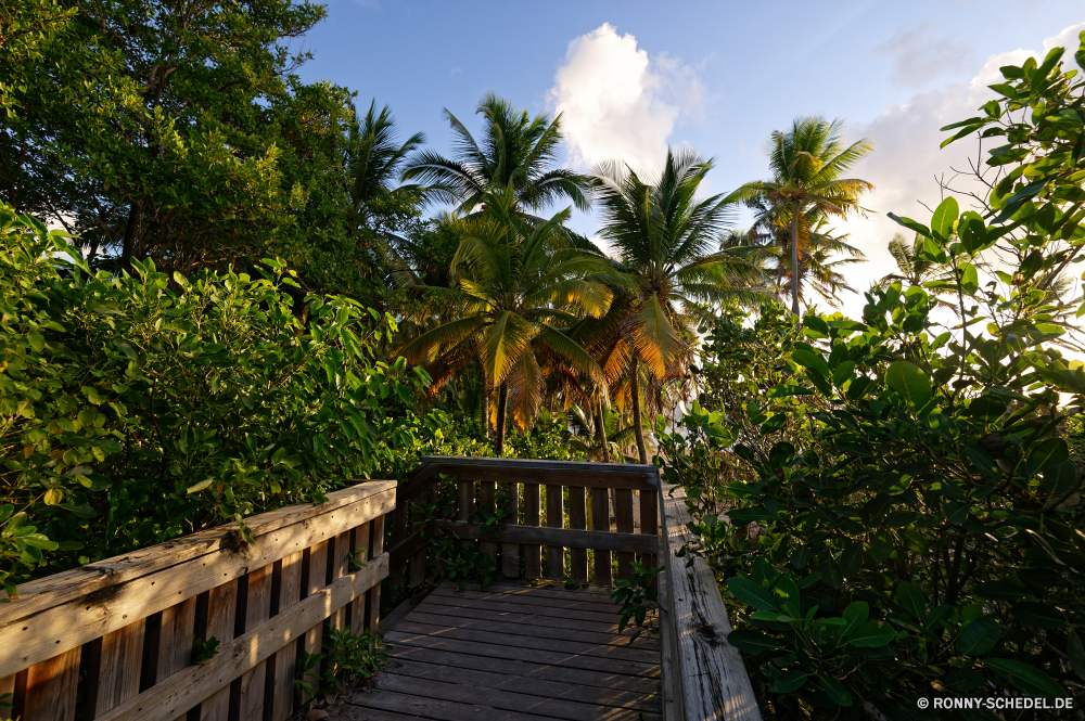 Martinique Baum Palm Strand Tropischer Resort Ozean Insel Paradies Reisen Urlaub Meer Sommer Sand Himmel Entspannen Sie sich Wasser Urlaub Landschaft Küste idyllische woody plant exotische Kokosnuss Tourismus Bäume Entspannung Sonne Wendekreis vascular plant Pflanze landschaftlich Ufer ruhige Küste Bucht im freien Türkis Hotel sonnig Ziel seelandschaft Szene Blatt Ruhe Freizeit Struktur Schwimmbad Szenerie Klima Gebäude friedliche Wolke Luxus Reise Urlaub Reiseziele Sonnenlicht Bereich Terrasse im freien Tropen Horizont Balkon Park Wolken heiß niemand sandigen Garten Tourist Ufer Palme Handflächen Lagune Schwimmen Reise Tag Haus Resorthotel Regenschirm Architektur Azurblau Lounge Schwimmen Stuhl Pflanzen warm Küstenlinie Escape Kreuzfahrt Blätter klar Pazifik Traum Genießen Sie Stadt Nizza Frieden Erholung Schatten natürliche romantische Sonnencreme Villa Hochzeitsreise Dschungel Welle leere Urlaub Platz entspannende tree palm beach tropical resort ocean island paradise travel vacation sea summer sand sky relax water holiday landscape coast idyllic woody plant exotic coconut tourism trees relaxation sun tropic vascular plant plant scenic shore tranquil coastline bay outdoor turquoise hotel sunny destination seascape scene leaf calm leisure structure pool scenery climate building peaceful cloud luxury journey vacations destinations sunlight area patio outdoors tropics horizon balcony park clouds hot nobody sandy garden tourist waterside palm tree palms lagoon swim trip day house resort hotel umbrella architecture azure lounge swimming chair plants warm shoreline escape cruise leaves clear pacific dream enjoy city nice peace recreation shadow natural romantic suntan villa honeymoon jungle wave empty holidays place relaxing