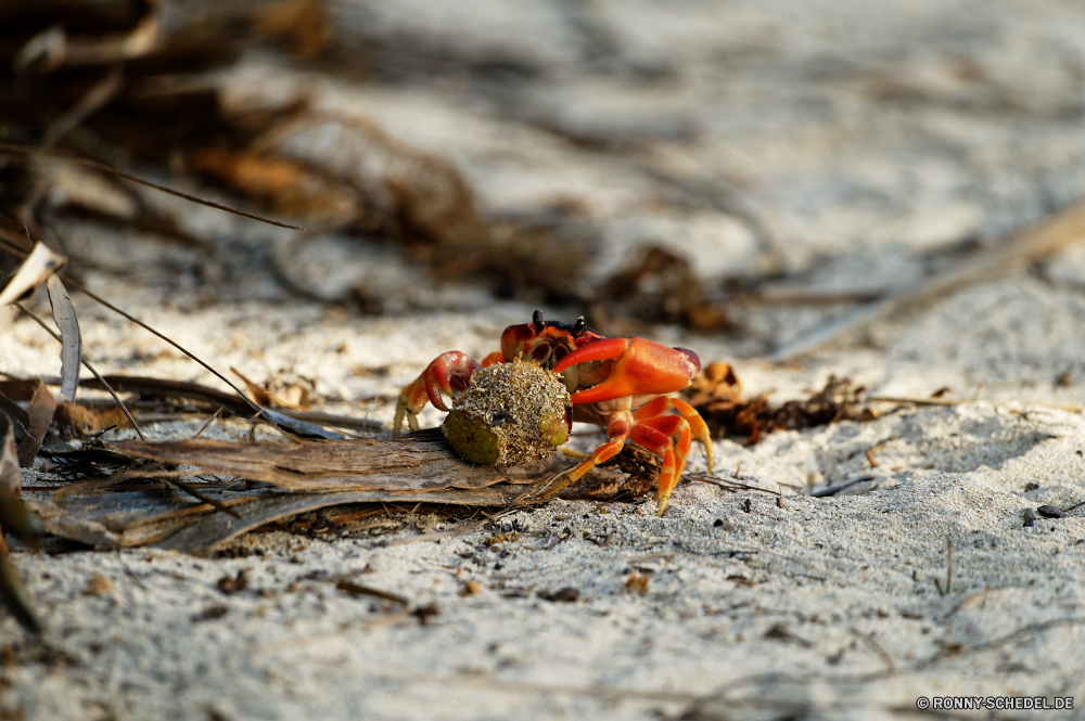 Martinique Krustentier Krabbe Rock-Krabbe Gliederfüßer Insekt Wirbellose Schließen Tier Sommer Essen Fiedlerkrabbe Marienkäfer Käfer Detail Meer Blatt Wildtiere Fehler Strand Leben closeup Braun Wild Schalentiere Milbe Schale natürliche Arachnid Fisch und Meeresfrüchte Feinschmecker Antenne im freien frisch Klaue Garten Sand gelb schwarz Ozean Orange Tierwelt Farbe saisonale Pflanze fliegen Tiere Saison Marine Restaurant Augen Beine Ufer Holz Marienkäfer Kochen Gras Schabe Frühling Abendessen Flora Wasser Herbst bunte getupft Bein gesund Kopf Fisch Fleisch Auge Küche crustacean crab rock crab arthropod insect invertebrate close animal summer food fiddler crab ladybug beetle detail sea leaf wildlife bug beach life closeup brown wild shellfish mite shell natural arachnid seafood gourmet antenna outdoors fresh claw garden sand yellow black ocean orange fauna color seasonal plant fly animals season marine restaurant eyes legs shore wood ladybird cooking grass cockroach spring dinner flora water autumn colorful spotted leg healthy head fish meat eye cuisine