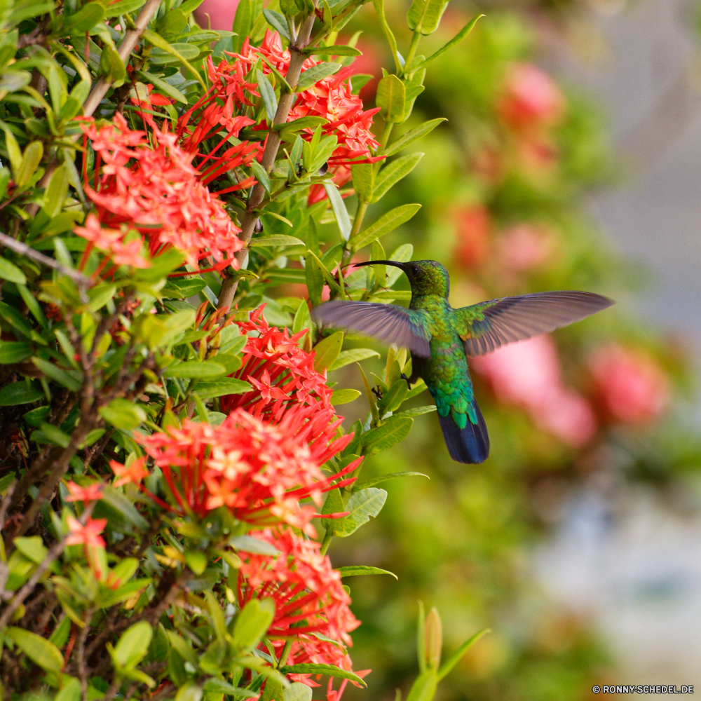 Martinique Strauch woody plant vascular plant Pflanze Baum Blume Blatt Garten Saison Sommer Branch Flora Blumen Obst Kraut Blätter Beeren Beere natürliche reif Herbst Farbe Bund fürs Leben Känguruhblume Frühling Blüte Blumen blühen Essen hell Landwirtschaft Wild Dekoration Floral Busch Schließen Botanik bunte im freien Cluster Bio closeup Preiselbeere frische Luft gesund Park Botanischer Gartenarbeit süß wachsen gelb frisch Esche saisonale Wald Himmel Tag Pflanzen saftige Wachstum Urlaub Rosa Früchte Ernte fallen Bauernhof Farben Zweige blühen im freien Blütenblätter Blumenstrauß dekorative Holz stieg der Belaubung Gemüse Detail Gras Entwicklung des ländlichen shrub woody plant vascular plant plant tree flower leaf garden season summer branch flora flowers fruit herb leaves berries berry natural ripe autumn color bunch kangaroo paw spring bloom blossom food bright agriculture wild decoration floral bush close botany colorful outdoors cluster organic closeup cranberry freshness healthy park botanical gardening sweet grow yellow fresh ash seasonal forest sky day plants juicy growth holiday pink fruits harvest fall farm colors branches blooming outdoor petals bouquet decorative wood rose foliage vegetable detail grass rural