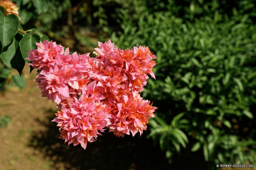 Martinique Pflanze vascular plant Blume butterfly weed Baum Kraut Seidenpflanze woody plant Blumen Flora Rosa Floral Garten Frühling Blatt Blumen blühen Strauch natürliche Blüte Blätter Saison Branch Sommer Blütenblatt Pflanzen gelb bunte Blumenstrauß Farbe Herbst Park im freien Botanik Orange saisonale Wald stieg der im freien lila Gras Liebe blühen bottle-tree Organismus frisch Eiche Schließen Blütenblätter Botanischer Ahorn fallen Korallenpilz Bäume Wachstum Gartenarbeit closeup Tropischer Bund fürs Leben hell Belaubung Feld Umgebung Romantik Anordnung Detail lebendige Wild ziemlich Pilz Florist Leben Rosen Geschenk zarte Busch Landschaft Dekoration Hochzeit Hintergründe Feier Tag Himmel plant vascular plant flower butterfly weed tree herb milkweed woody plant flowers flora pink floral garden spring leaf blossom shrub natural bloom leaves season branch summer petal plants yellow colorful bouquet color autumn park outdoor botany orange seasonal forest rose outdoors lilac grass love blooming bottle-tree organism fresh oak close petals botanical maple fall coral fungus trees growth gardening closeup tropical bunch bright foliage field environment romance arrangement detail vibrant wild pretty fungus florist life roses gift delicate bush landscape decoration wedding backgrounds celebration day sky