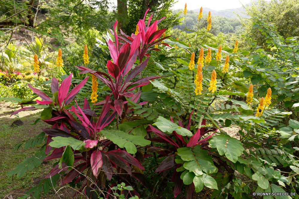 Martinique vascular plant Kraut Pflanze Blume Garten bee balm Baum woody plant Blumen Strauch Blatt Känguruhblume Sommer Mangold Flora Frühling Park Blüte grünen Gemüse Blumen blühen Blätter Farbe bunte Pflanzen Organismus Floral natürliche im freien Tropischer Reisen Belaubung blühen Schließen Landschaft Wasser Tag Wald giftige Pflanze im freien Himmel Blütenblatt Branch Rosa Wachstum Gartenarbeit Szene Botanik hell zu produzieren Herbst Blütenblätter Botanischer Saison exotische gelb Gras sonnig closeup friedliche Sumach Insekt Orange frisch Urlaub Detail Bäume Urlaub niemand Busch Blumenstrauß Entspannung fliegen Tourismus lila Ahorn fallen Dekoration Tier Leben Architektur vascular plant herb plant flower garden bee balm tree woody plant flowers shrub leaf kangaroo paw summer chard flora spring park bloom greens vegetable blossom leaves color colorful plants organism floral natural outdoor tropical travel foliage blooming close landscape water day forest poisonous plant outdoors sky petal branch pink growth gardening scene botany bright produce autumn petals botanical season exotic yellow grass sunny closeup peaceful sumac insect orange fresh vacation detail trees holiday nobody bush bouquet relaxation fly tourism purple maple fall decoration animal life architecture