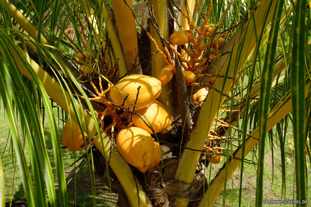 Martinique Kokosnuss Baum Tropischer Palm Pflanze im freien Sommer Wald Himmel Landschaft Obst gelb Wachstum Branch Urlaub Essen natürliche Bäume Blätter Insel Umgebung Herbst im freien Dschungel Flora Landwirtschaft Reisen außerhalb Strand Saison Schließen Urlaub Paradies Ernte Belaubung Garten exotische Orange Bauernhof Bewuchs Gras sonnig Blatt frisch Sonnenlicht Farbe Sonne Sand dekorative friedliche Neu Feier Dekoration saisonale Frühling Tag Zweige Entspannen Sie sich Holz zu produzieren Vorbau Park reif hell Meer coconut tree tropical palm plant outdoors summer forest sky landscape fruit yellow growth branch holiday food natural trees leaves island environment autumn outdoor jungle flora agriculture travel outside beach season close vacation paradise harvest foliage garden exotic orange farm vegetation grass sunny leaf fresh sunlight color sun sand decorative peaceful new celebration decoration seasonal spring day branches relax wood produce stem park ripe bright sea