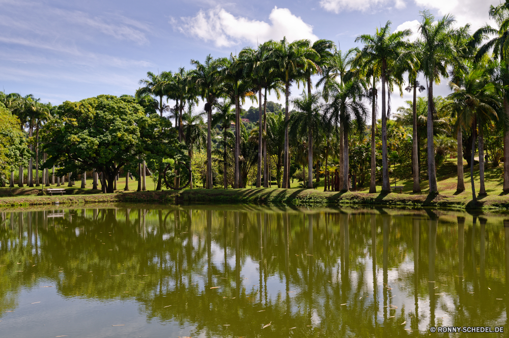 Martinique Baum Kokosnuss Wasser Landschaft See woody plant Sommer Wald Fluss Himmel vascular plant Reflexion Pflanze white mangrove Bäume Reisen Urlaub Gras Teich Park Tourismus Tropischer ruhige sonnig Ozean Resort Insel Küste Meer Palm landschaftlich im freien friedliche Szenerie Urlaub im freien Sonne Wolken Sumpf Berge Umgebung Hölzer Land natürliche Strand Paradies Blatt Ufer Ruhe Frühling Entwicklung des ländlichen Feuchtgebiet Szene exotische Entspannung idyllische bunte Wolke Farbe Sand gelassene Belaubung Entspannen Sie sich Garten Lagune Bewuchs Fels Frieden Holz Erholung Sonnenlicht Berg üppige Stein Feld Freizeit Schwimmbad Tag Saison Dorf Herbst Blätter Wild Wildnis ruhig Hotel Brücke Bucht Küste Ziel Sonnenuntergang Architektur tree coconut water landscape lake woody plant summer forest river sky vascular plant reflection plant white mangrove trees travel vacation grass pond park tourism tropical tranquil sunny ocean resort island coast sea palm scenic outdoor peaceful scenery holiday outdoors sun clouds swamp mountains environment woods land natural beach paradise leaf shore calm spring rural wetland scene exotic relaxation idyllic colorful cloud color sand serene foliage relax garden lagoon vegetation rock peace wood recreation sunlight mountain lush stone field leisure pool day season village autumn leaves wild wilderness quiet hotel bridge bay coastline destination sunset architecture