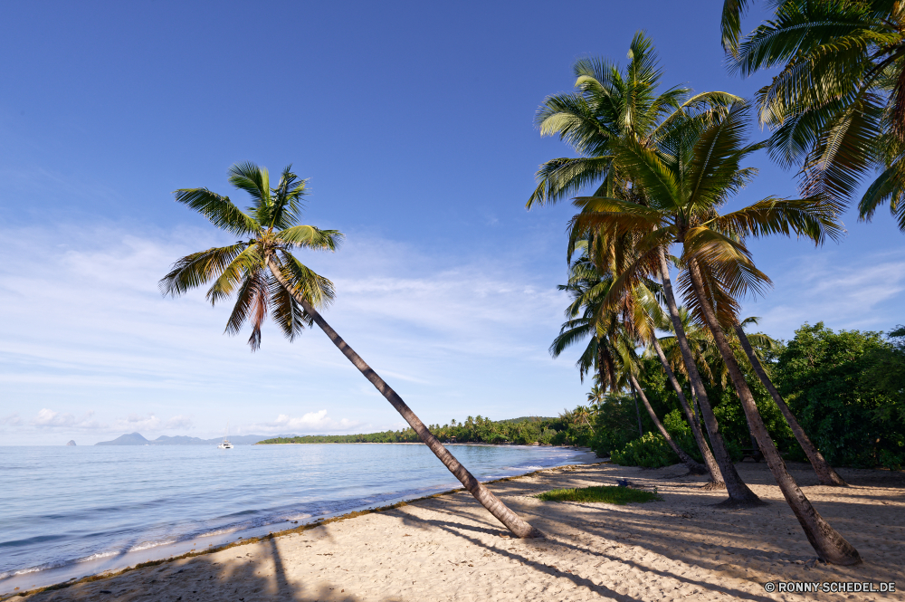 Martinique Kokosnuss Palm Strand Insel Tropischer Paradies Meer Ozean Sand Urlaub Baum Küste Reisen Himmel Entspannen Sie sich Ufer Sommer Wasser Resort Landschaft Bucht exotische landschaftlich idyllische Urlaub Sonne Küste seelandschaft Türkis Entspannung Wendekreis Tourismus Bäume ruhige Wolke Ruhe Horizont Ziel sonnig friedliche Lagune im freien Welle Szenerie Reise Reise Szene Erholung Urlaub Escape Frieden Sonnenlicht Handflächen Küstenlinie Pflanze Traum Blatt klar Tropen entspannende Wolken warm Palme Übernachtung im freien Tag Schwimmen romantische Kreuzfahrt niemand Freizeit Surf Reiseziele Rest heiß Ufer am Meer sandigen Himmel Boot Küste entfernten natürliche menschenleer Azurblau Lounge Blätter leere gelassene Genießen Sie Nizza Sonnenuntergang Schatten Palmen bunte Glückseligkeit Pazifik außerhalb Sonnenschein Flora Berg coconut palm beach island tropical paradise sea ocean sand vacation tree coast travel sky relax shore summer water resort landscape bay exotic scenic idyllic holiday sun coastline seascape turquoise relaxation tropic tourism trees tranquil cloud calm horizon destination sunny peaceful lagoon outdoor wave scenery trip journey scene recreation holidays escape peace sunlight palms shoreline plant dream leaf clear tropics relaxing clouds warm palm tree getaway outdoors day swim romantic cruise nobody leisure surf destinations rest hot waterside seaside sandy heaven boat coastal remote natural deserted azure lounge leaves empty serene enjoy nice sunset shadow palm trees colorful bliss pacific outside sunshine flora mountain