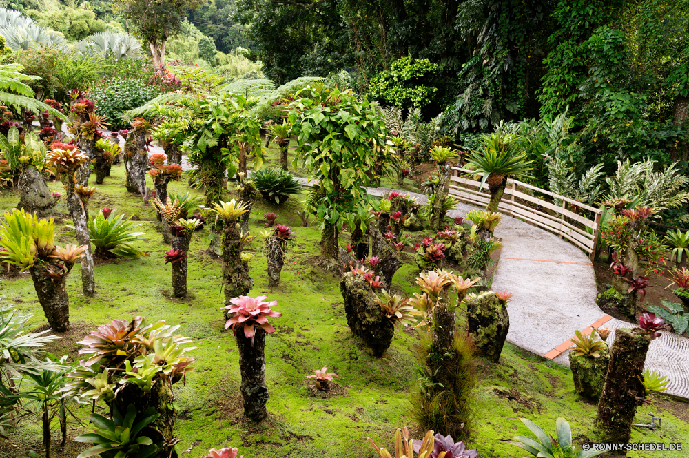 Martinique Baum woody plant vascular plant Pflanze Garten Bäume Sommer Landschaft Pflanzen Park Blume Tropischer Himmel im freien Gras Flora Wald Blumen natürliche Palm Reisen Pfad im freien landschaftlich sonnig Umgebung Bewuchs Frühling Tourismus Belaubung außerhalb Dschungel Szenerie Feld Architektur Gartenarbeit Urlaub Blätter grün bunte Wasser Tag aussenansicht friedliche Farbe üppige Szene Gebäude Strand Berg Entwicklung des ländlichen Wachstum zu Fuß Blatt Wolken Entspannen Sie sich Blüte Haus Holz Landschaft Tourist Sonne Gärten Saison wachsende Rasen traditionelle Stadt Ziel Insel Straße Küste Land Landwirtschaft tree woody plant vascular plant plant garden trees summer landscape plants park flower tropical sky outdoor grass flora forest flowers natural palm travel path outdoors scenic sunny environment vegetation spring tourism foliage outside jungle scenery field architecture gardening vacation leaves greenery colorful water day exterior peaceful color lush scene building beach mountain rural growth walk leaf clouds relax bloom house wood countryside tourist sun gardens season growing lawn traditional city destination island road coast country agriculture