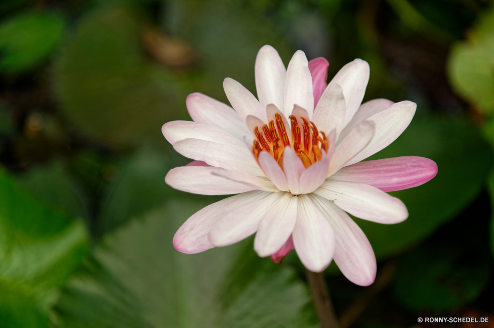 Martinique Rosa Blume Blütenblatt Gänseblümchen Lotus Blumen blühen Pflanze blühen Floral Flora Blüte Botanik Garten Blütenblätter Sommer Teich Lilie Blumen Wasser aquatische Frühling Blatt Schließen closeup Botanischer Wild natürliche Blütenstaub Saison gelb Blätter frisch waterlily See lila Umgebung einzelne im freien Detail Pflanzen Tag Park exotische hell Meditation bunte Gartenarbeit Blüten Tropischer Karte Kopf Wachstum Reflexion schwimmende frische Luft Farbe Entspannen Sie sich Postkarte saisonale Liebe nass Romantik Blumenstrauß Wiese Knospe Orientalische Dekoration Frieden ruhige im freien blühend lebendige Gras Leben Osten Feld friedliche Licht Sonnenlicht Oberfläche Seerose Lilien Blüte Blätter Florist duftende Stiel Schwimmen Ruhe Gelassenheit sonnig Geruch Blasen ziemlich Informationen reine Sonne Spa pink flower petal daisy lotus blossom plant blooming floral flora bloom botany garden petals summer pond lily flowers water aquatic spring leaf close closeup botanical wild natural pollen season yellow leaves fresh waterlily lake purple environment single outdoor detail plants day park exotic bright meditation colorful gardening blooms tropical card head growth reflection floating freshness color relax postcard seasonal love wet romance bouquet meadow bud oriental decoration peace tranquil outdoors blossoming vibrant grass life east field peaceful light sunlight surface water lily lilies flowering leafs florist fragrant stalk float tranquility serenity sunny smell blowing pretty details pure sun spa