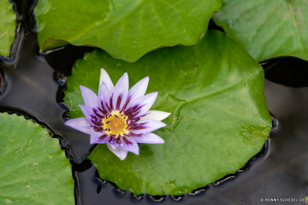 Martinique aquatische Blume Blumen blühen Lotus Pflanze Rosa Garten Teich Lilie Floral Wasser Botanik Blütenblatt Sommer blühen Blütenblätter Flora Blatt Blüte Blumen waterlily See Botanischer Schließen Blätter exotische lila gelb Frühling Saison natürliche Park einzelne closeup im freien Umgebung Tropischer frisch Wild Reflexion Salat ruhige Tag Knospe Meditation Blüten schwimmende hell Sonnenlicht Farbe ziemlich Schwimmen Ruhe Wachstum Detail Gänseblümchen zarte Postkarte Orientalische Karte Pflanzen Kopf Seerose Kaktus Sonne Kraut vascular plant bunte Gelassenheit Informationen frische Luft Osten im freien reine Romantik Liebe Oberfläche aquatic flower blossom lotus plant pink garden pond lily floral water botany petal summer blooming petals flora leaf bloom flowers waterlily lake botanical close leaves exotic purple yellow spring season natural park single closeup outdoor environment tropical fresh wild reflection lettuce tranquil day bud meditation blooms floating bright sunlight color pretty float tranquility growth detail daisy delicate postcard oriental card plants head water lily cactus sun herb vascular plant colorful serenity details freshness east outdoors pure romance love surface