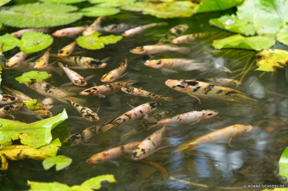 Martinique aquatische Wasser Wasser Schlange Teich See Fluss Pflanze Wasserpflanze Schlange im freien common duckweed Wildtiere vascular plant Wild Reflexion Umgebung natürliche Stream Garten Wasserlinse Sommer Reptil Blatt Stein Blätter Park ruhige Landschaft Pflanzen Blume Schwimmen Tropischer Frühling im freien Baum Gras Lilie Wald nass Fels Fisch gelb Schwimmen Sumpf Szene Schließen Floral Ruhe Blumen Tiere Belaubung Entspannung frisch Auge Braun Wasserfall Bewuchs Vogel Gartenarbeit Textur friedliche Muster Flora Bäume bunte Tier gelassene Botanik Blumen blühen glatte exotische schwarz Berg Reisen Saison aquatic water water snake pond lake river plant aquatic plant snake outdoors common duckweed wildlife vascular plant wild reflection environment natural stream garden duckweed summer reptile leaf stone leaves park tranquil landscape plants flower swimming tropical spring outdoor tree grass lily forest wet rock fish yellow swim swamp scene close floral calm flowers animals foliage relaxation fresh eye brown waterfall vegetation bird gardening texture peaceful pattern flora trees colorful animal serene botany blossom smooth exotic black mountain travel season